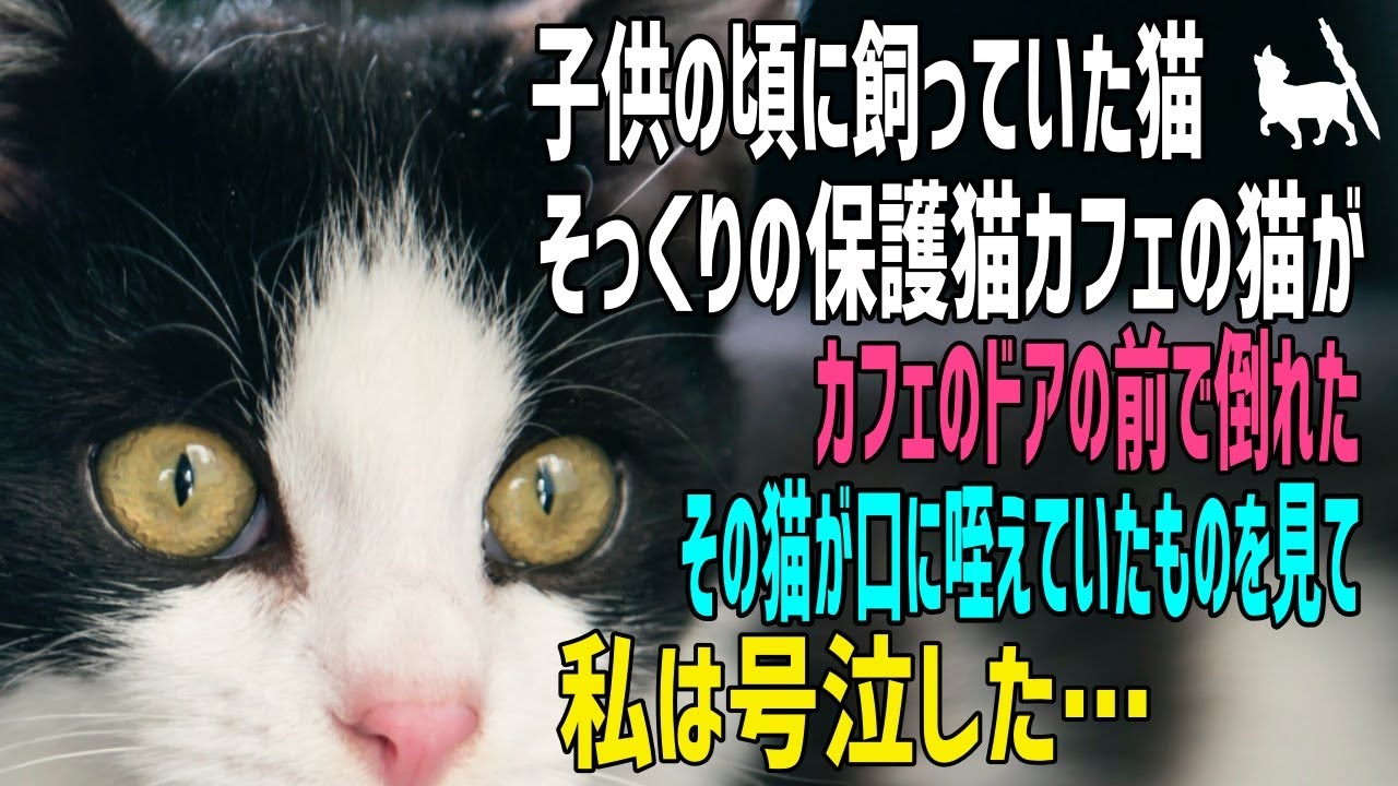 【猫の不思議な話】遠い昔の子供の頃に飼っていた猫そっくりの保護猫カフェの猫が、散歩から戻った途端ドアの外で倒れ込んだ。その猫が口に咥えていたものを見て私は号泣した…【朗読】