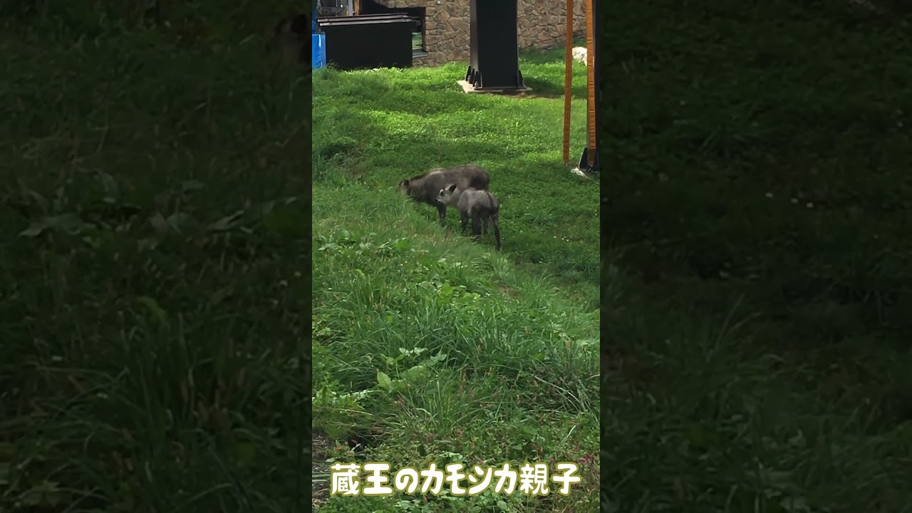 カメラ、映画・ドラマ