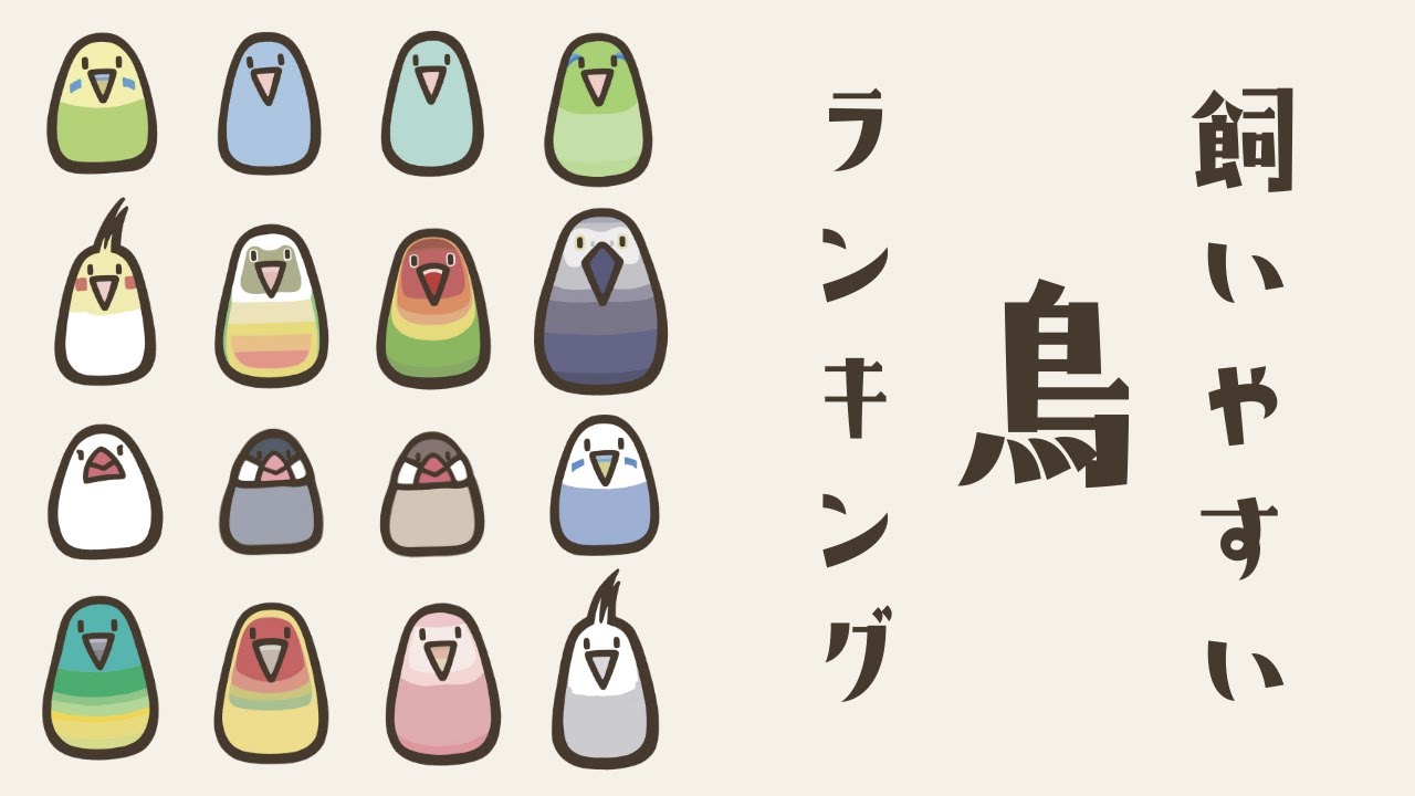 【決定版】飼いやすい鳥ランキング