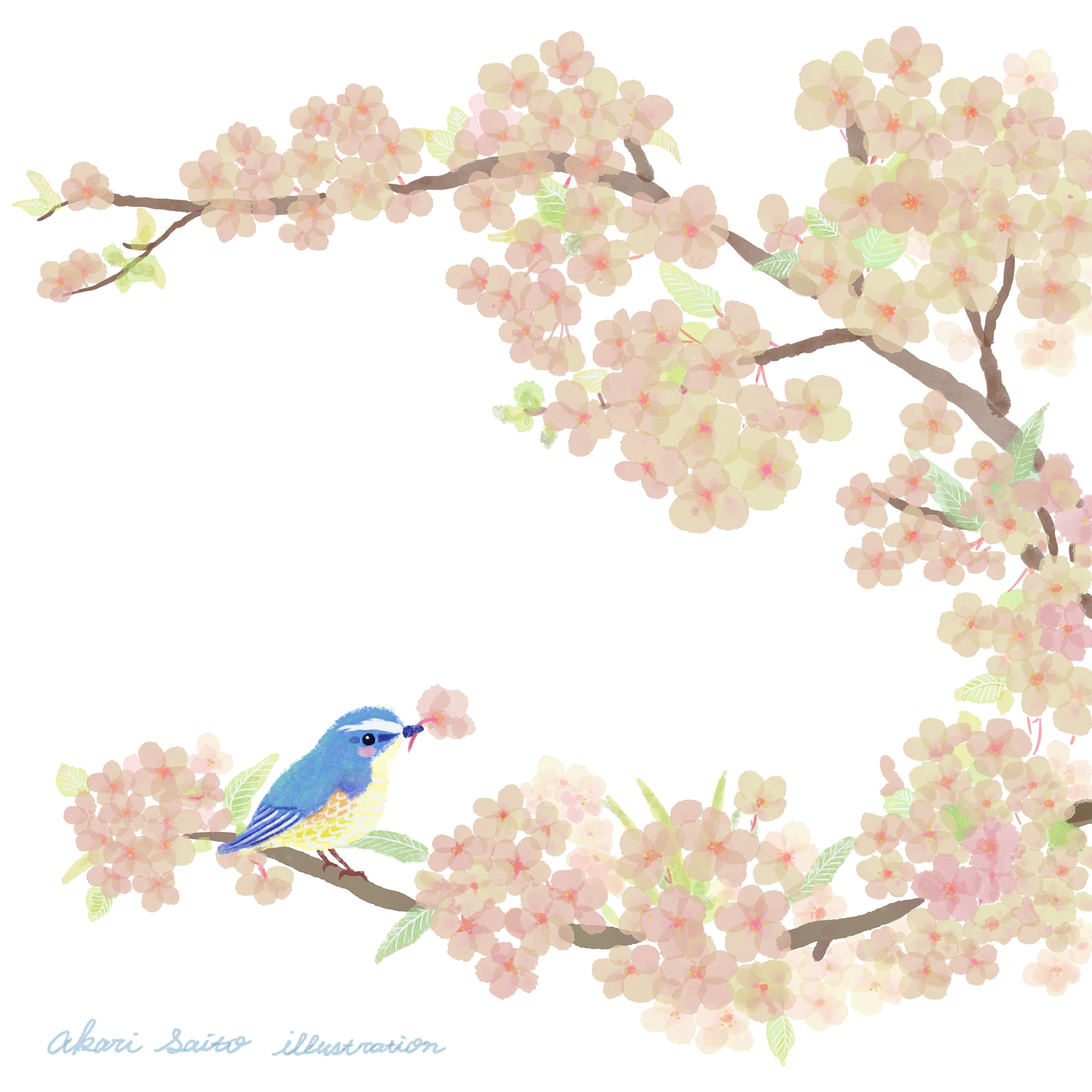 デジタル画／桜・小鳥-1