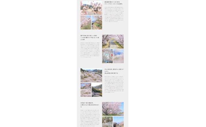 ピンクの絶景に心洗われる。瀬戸内海と桜、オリーブが共演する春の小豆島