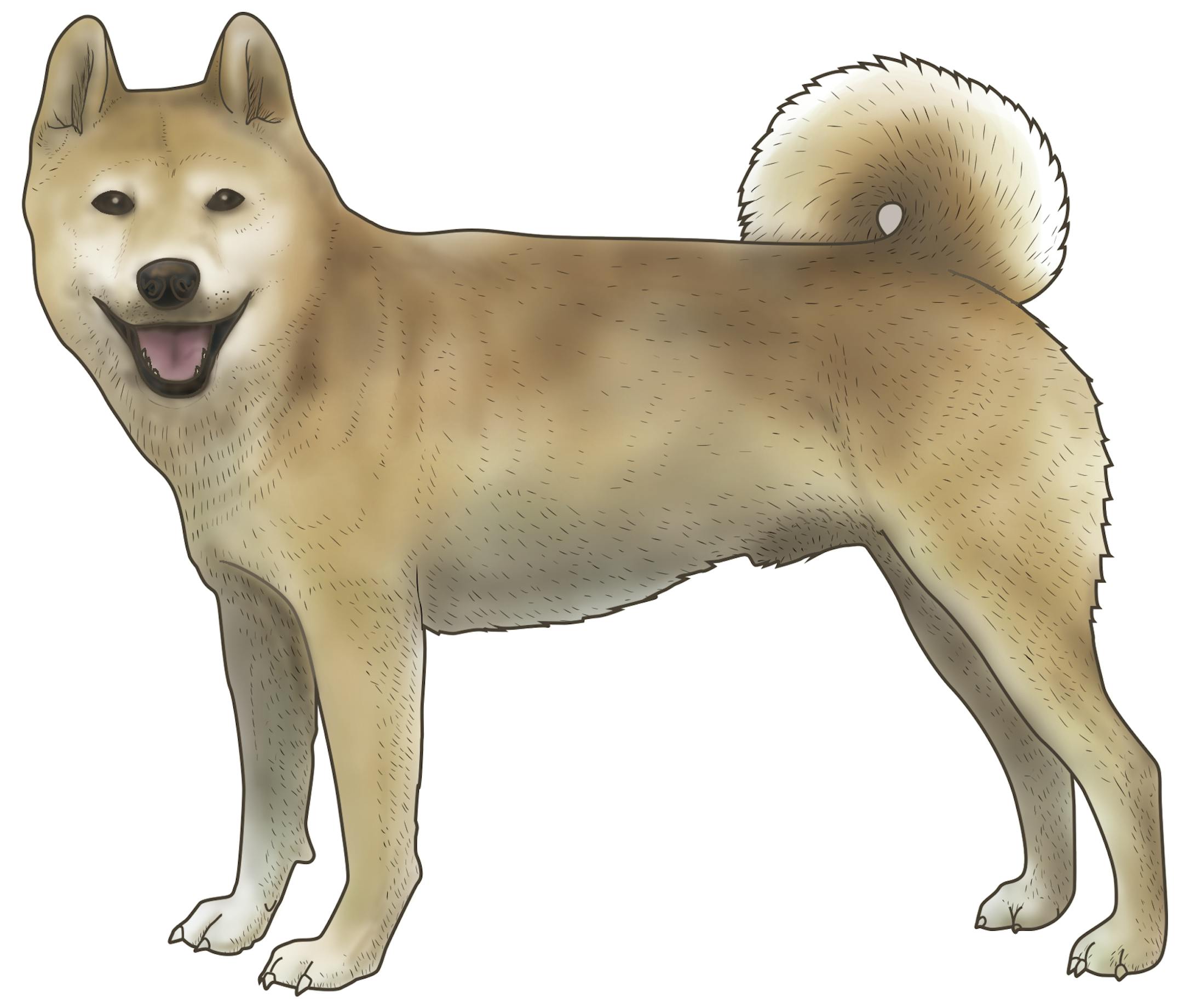 リアルイラスト_柴犬-1