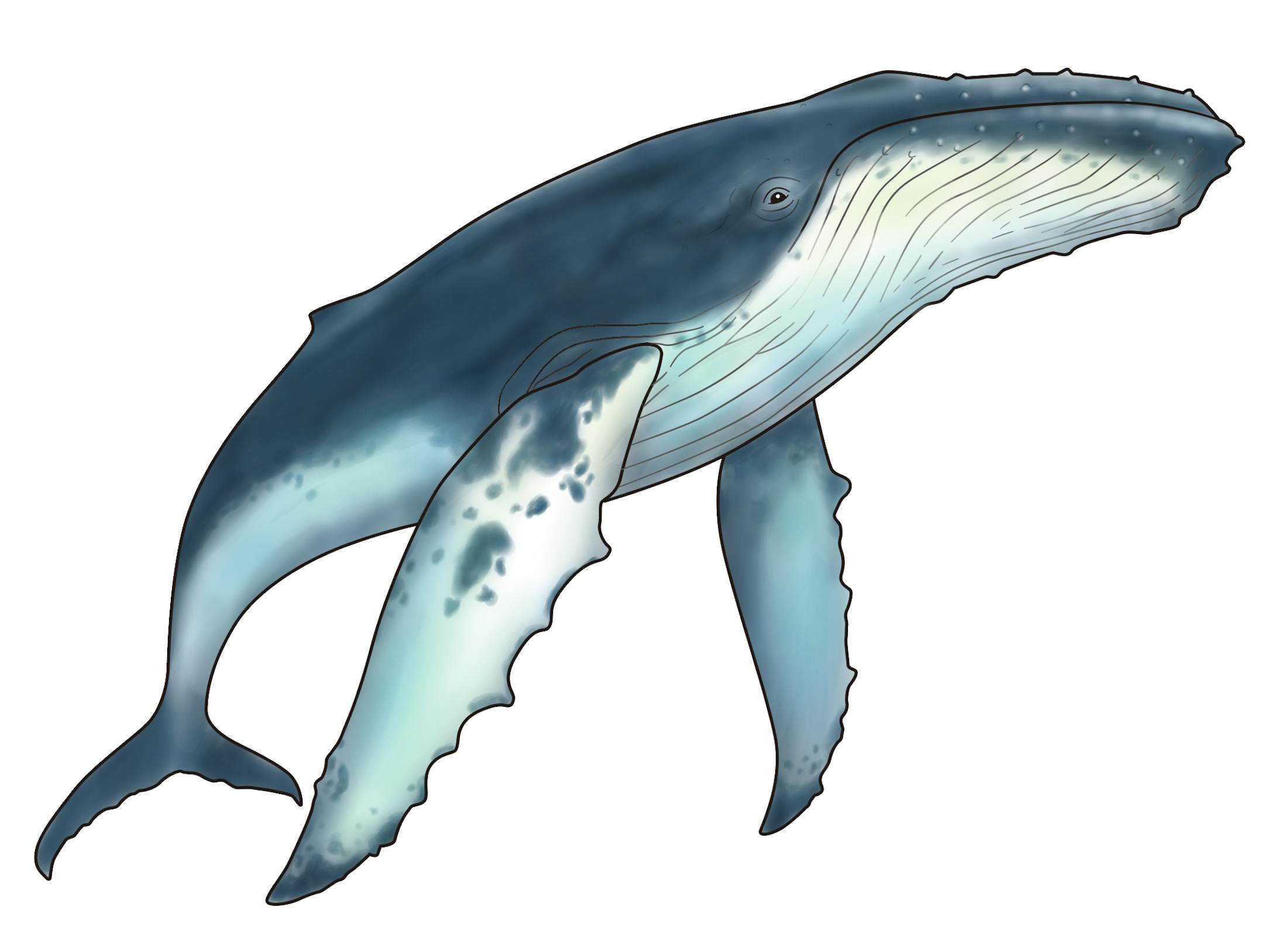リアルイラスト_鯨-1