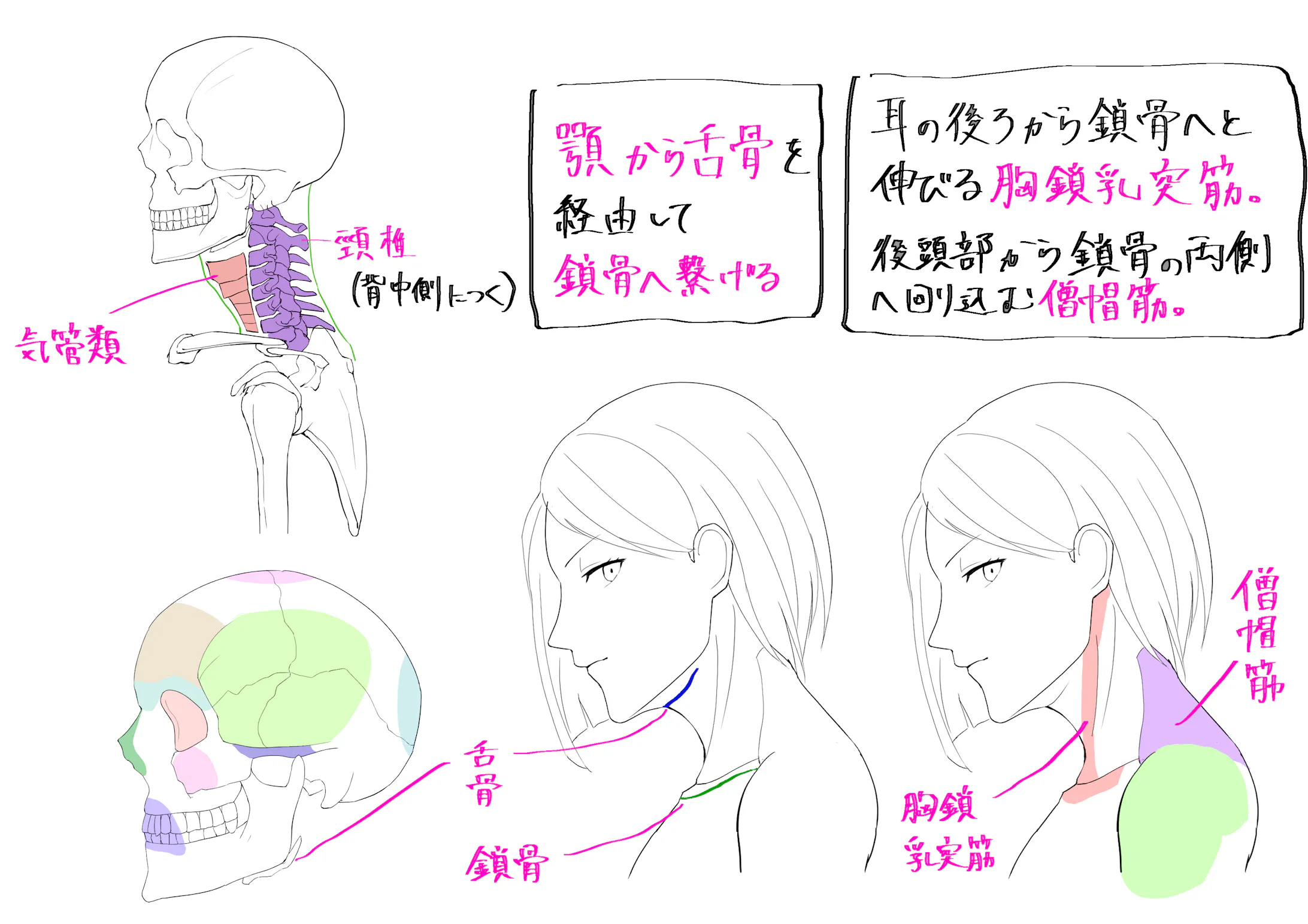 美術解剖学 横向きの全身