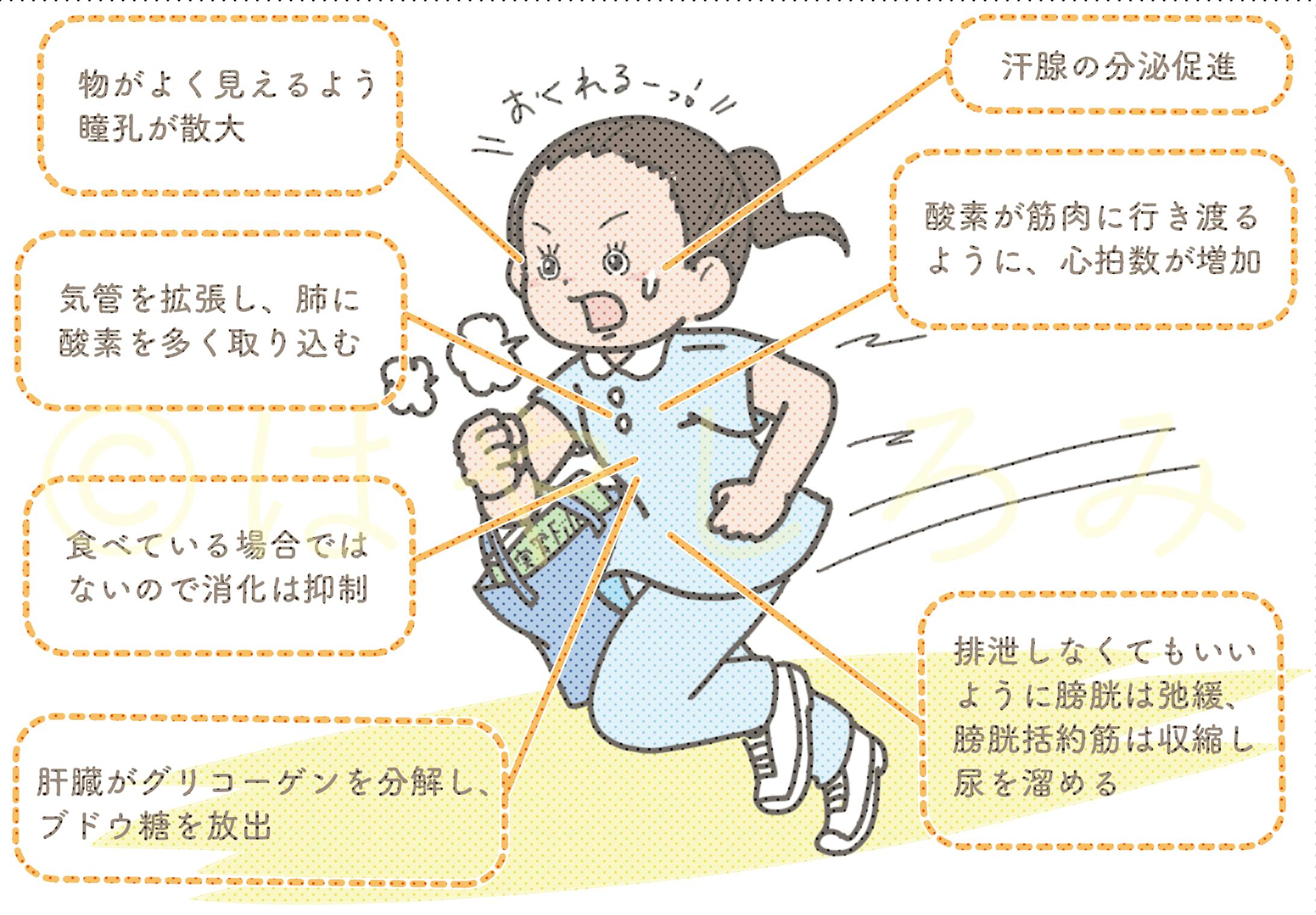 看護学生9月号 神経系のイラスト担当