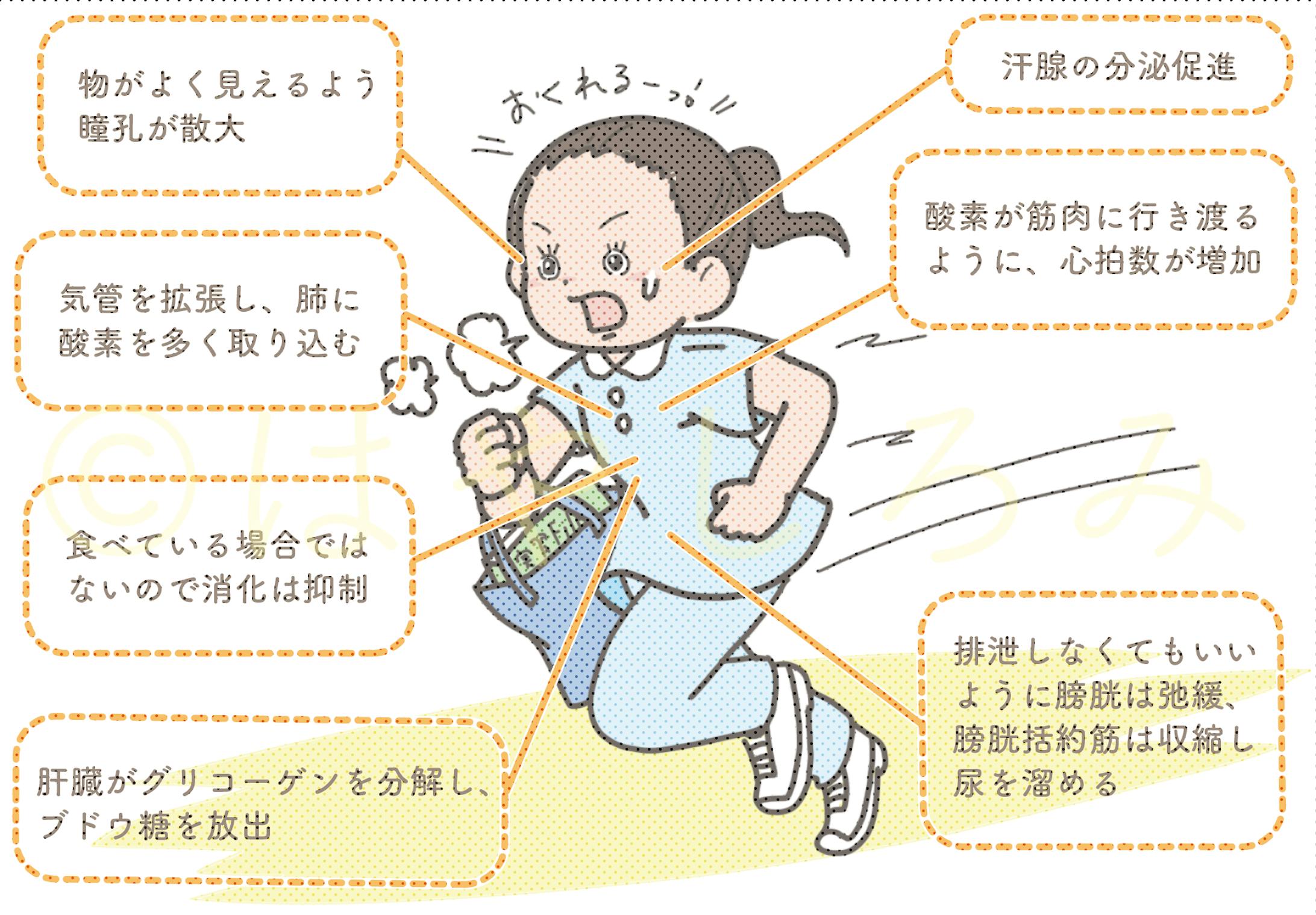 看護学生9月号 神経系のイラスト担当 看護学生9月号 神経系のイラスト担当