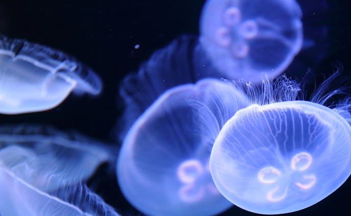  jellyfish クラゲ
