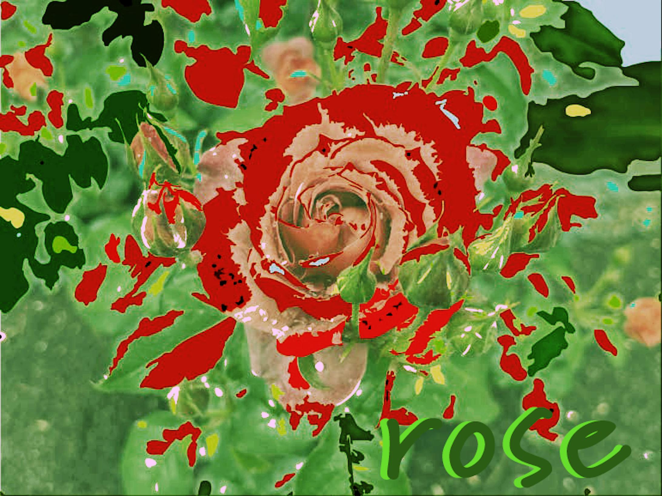 rose -1