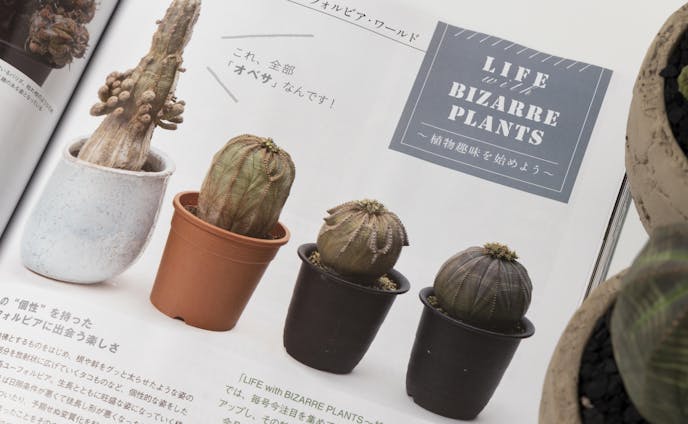 「月刊アクアライフ 7月号」【連載】LIFE with BIZERRE PLANTS 第5回
