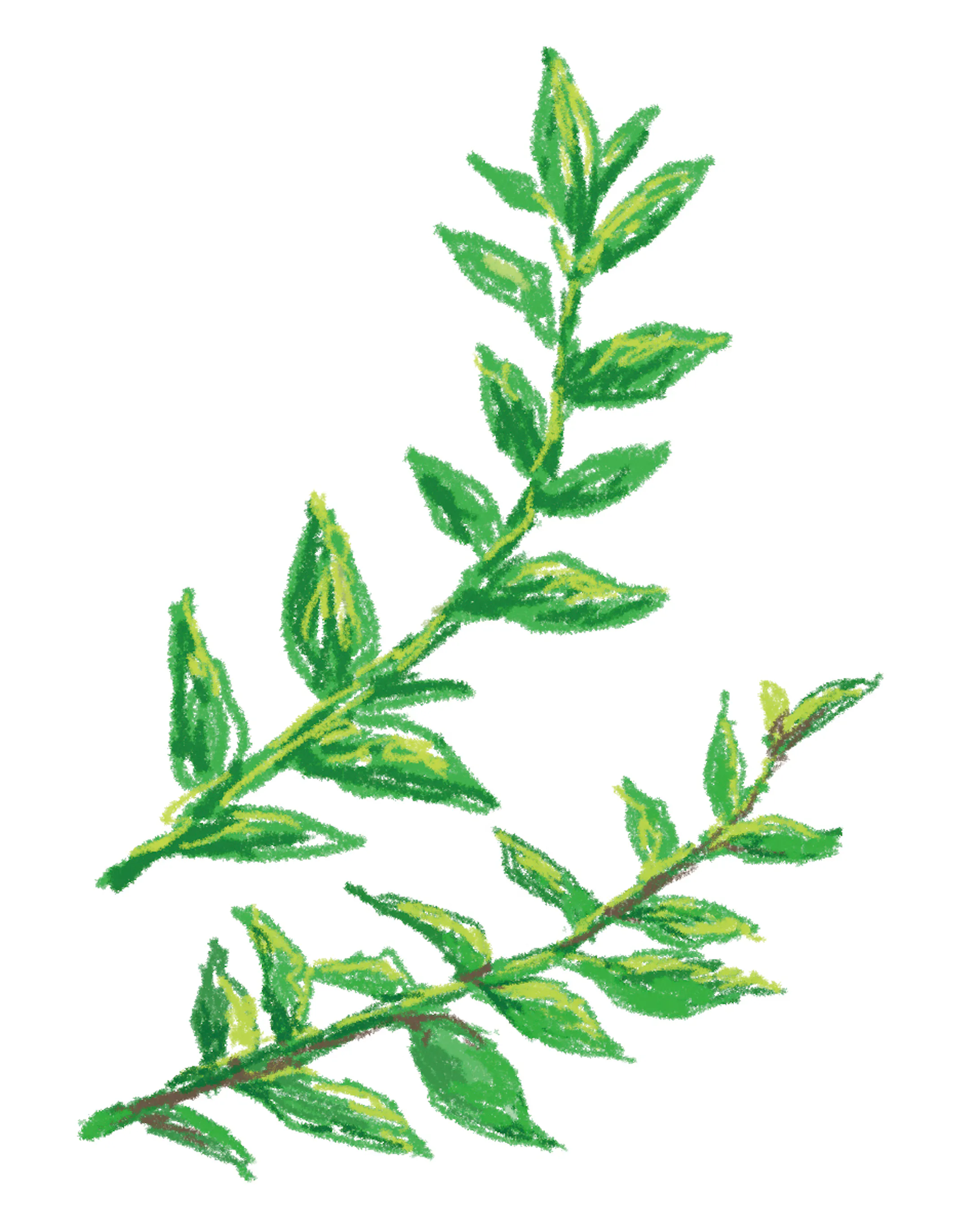 女性モデル 植物イラスト