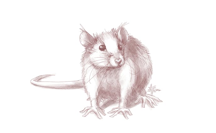 Rodent Study2