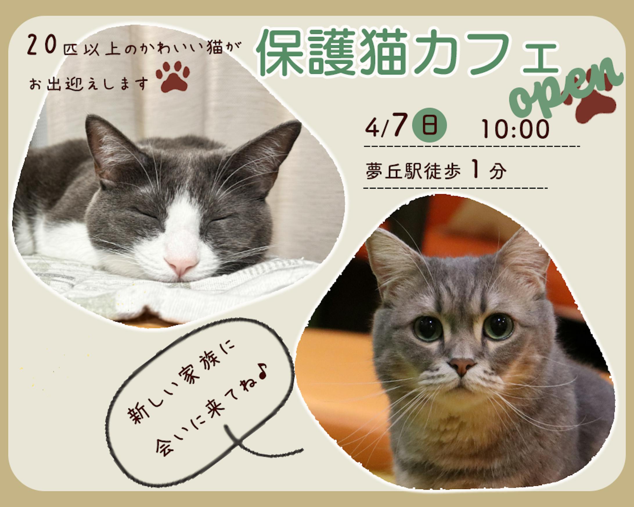 保護猫カフェ/バナー-1