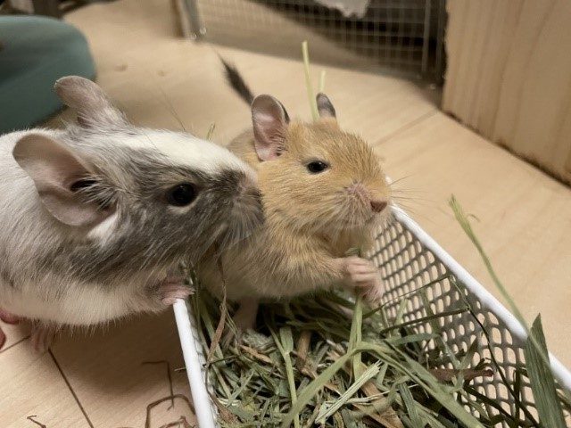 【ホームズ】〈デグーの飼育体験談〉一人暮らしの賃貸マンションで飼うときのポイント | 住まいのお役立ち情報
