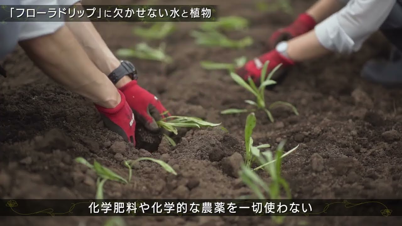 【Skelton実績】アルビオン様