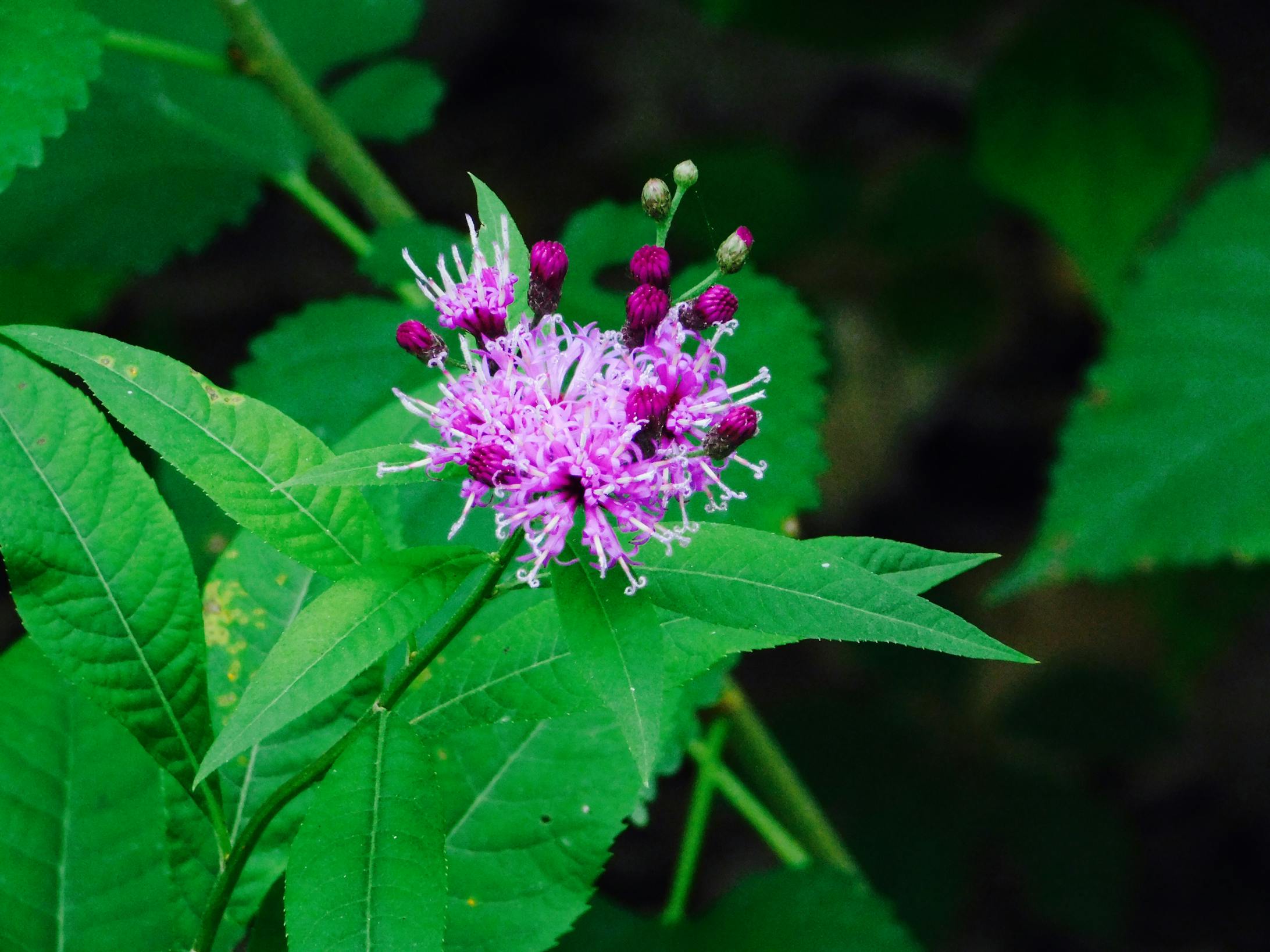Castalia Quarry Metropark Castalia, Ohio
