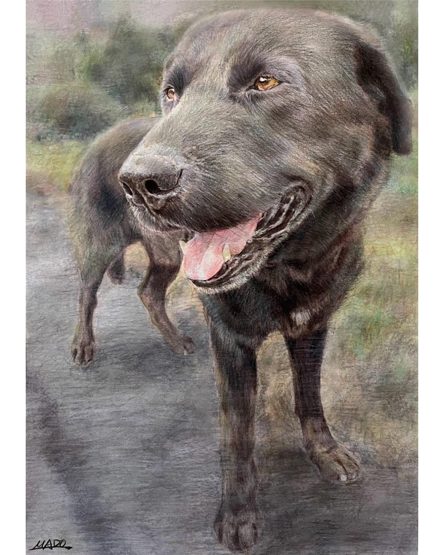 大きな取引 仔犬の色鉛筆画 絵画 - meucorban.app