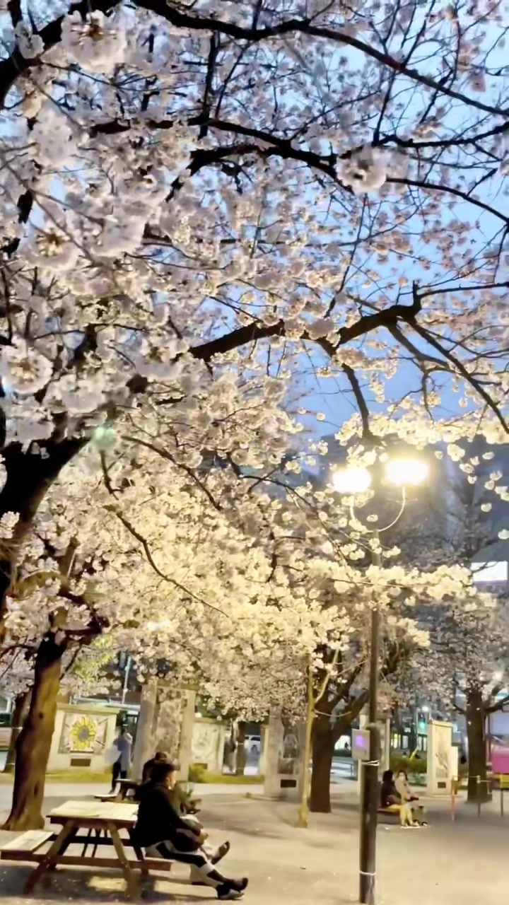 Day2東京満開の発表から2日目・・今にも降りそうな曇り空でしたがグレーの空が桜の淡い色合いを際立たせていました・・-----------------撮影場所：月島第二児童公園-----------------#東京満開 #2022桜 #桜開花 #ソメイヨシノ #月島第二児童公園 #cerryblossomes #yukinus