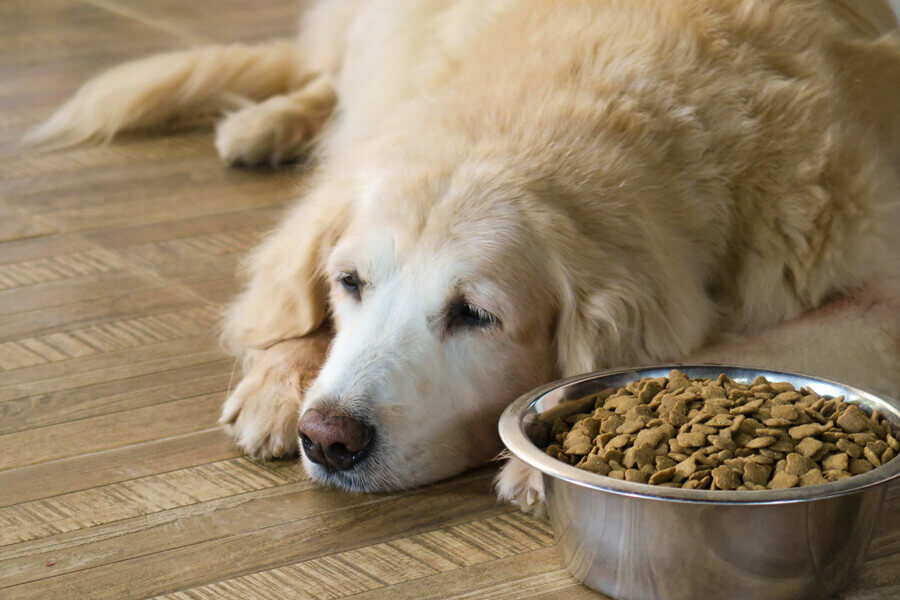 老犬がご飯を食べない時に考えられる原因は？対処法や食べさせ方について｜わんこラボ