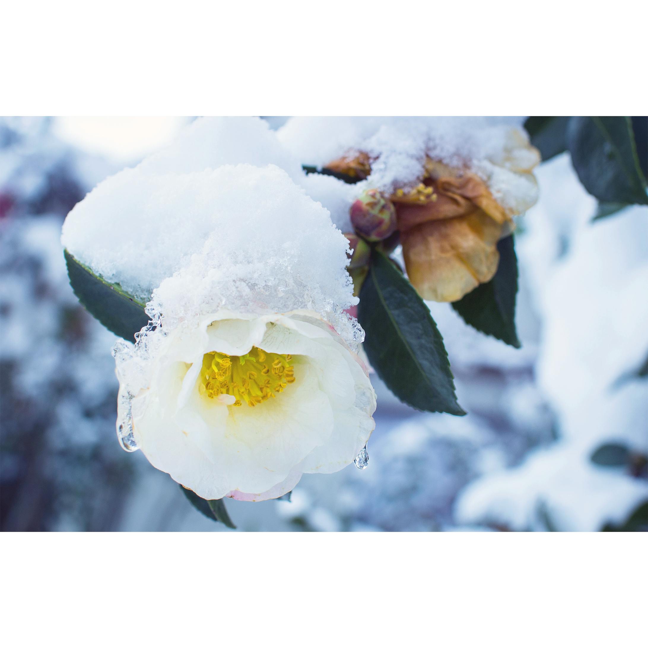 Photoshop 画像補正  花-1