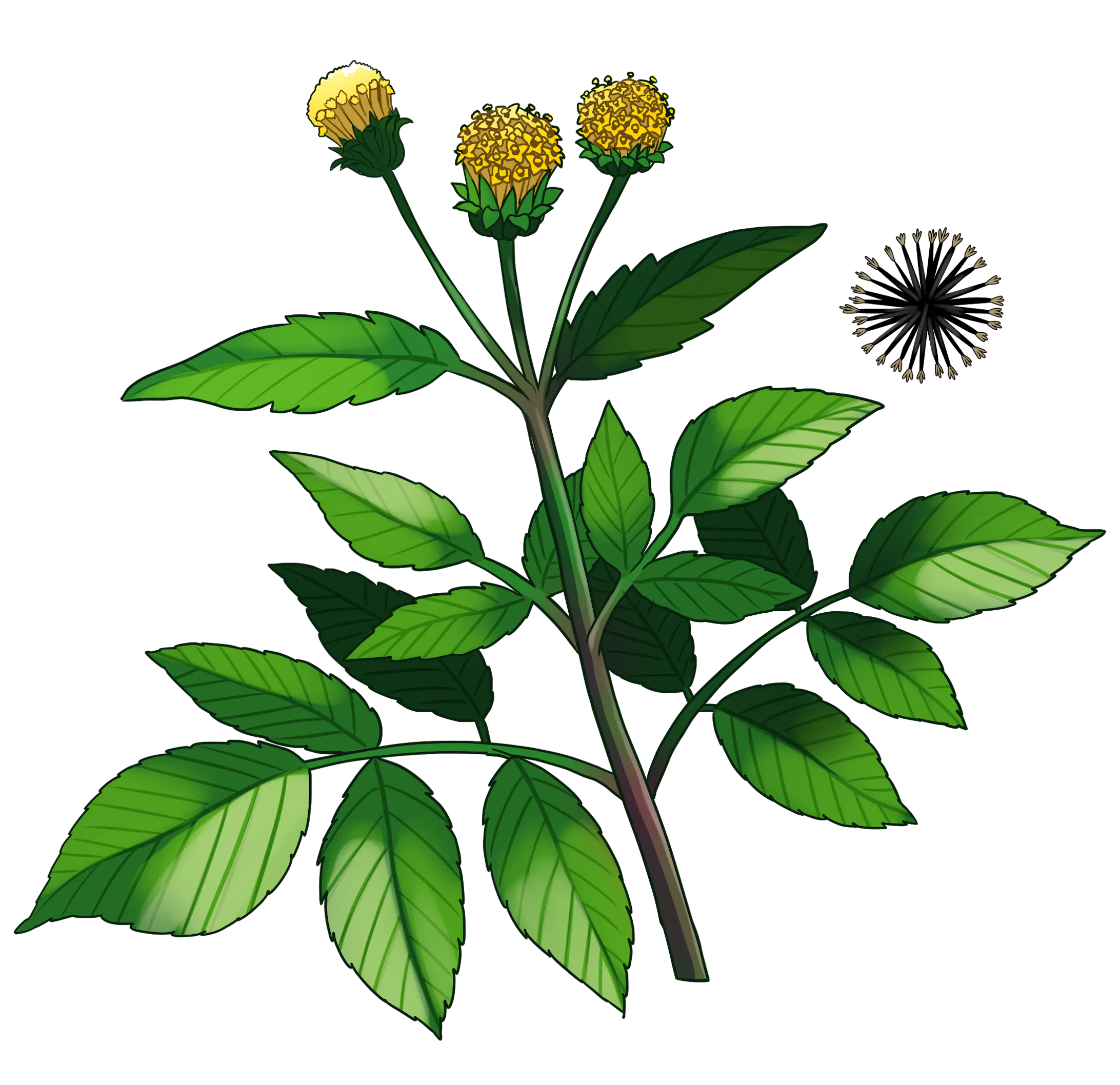 野草イラスト 野草イラスト