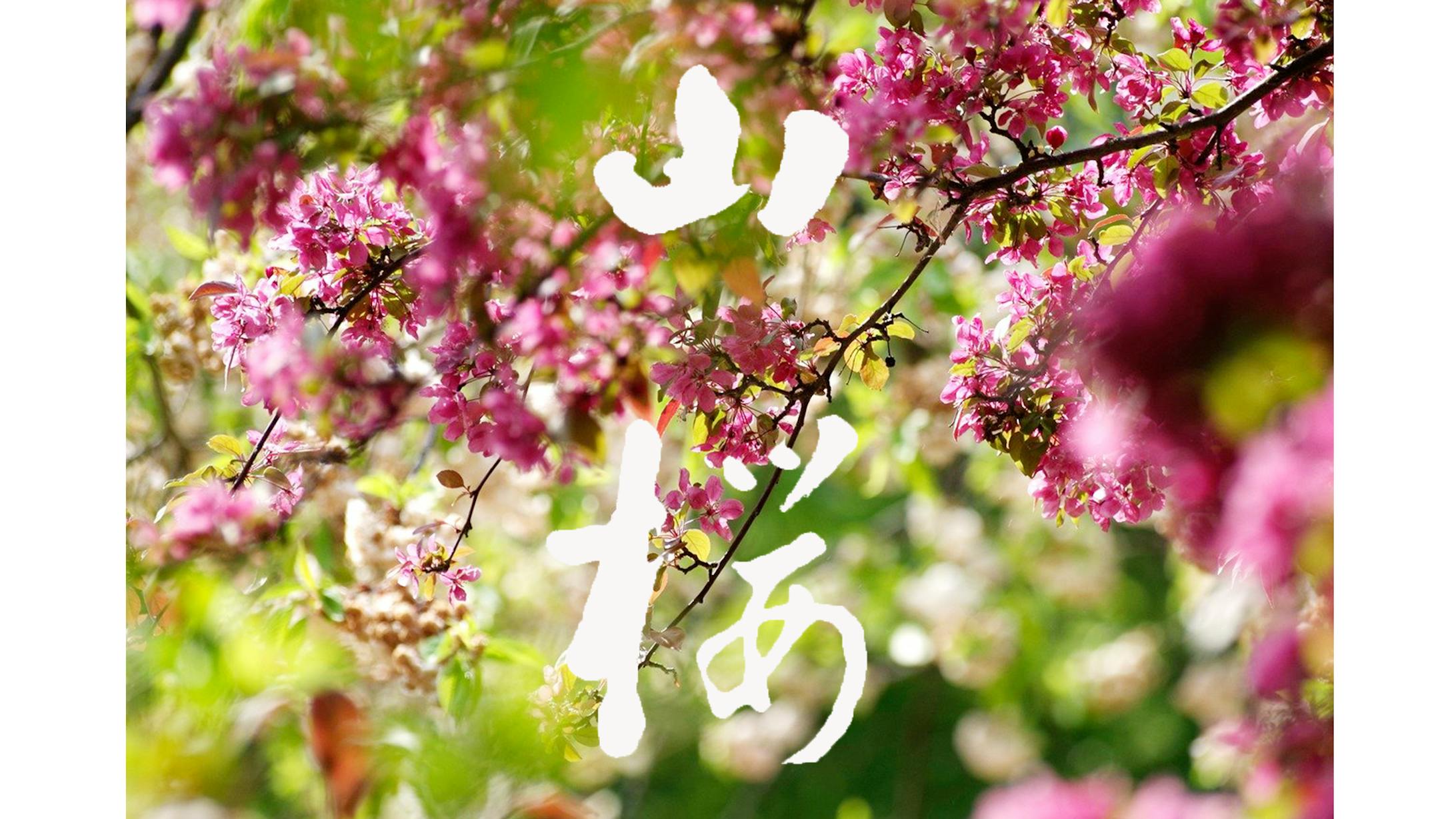 山桜　（大河ドラマ風）-1