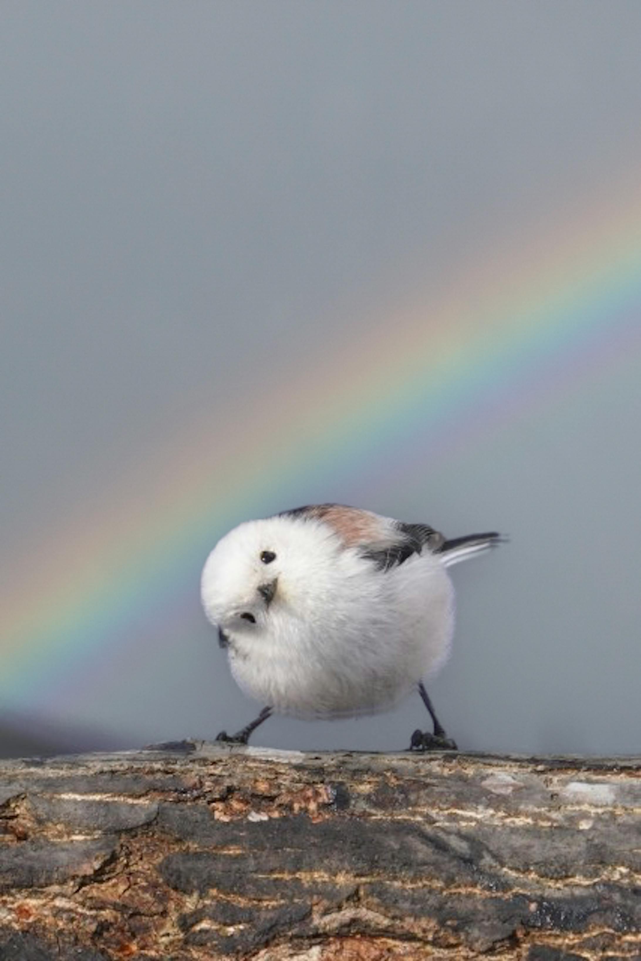 20250128_Photoshop操作習得中の画像自由課題-1