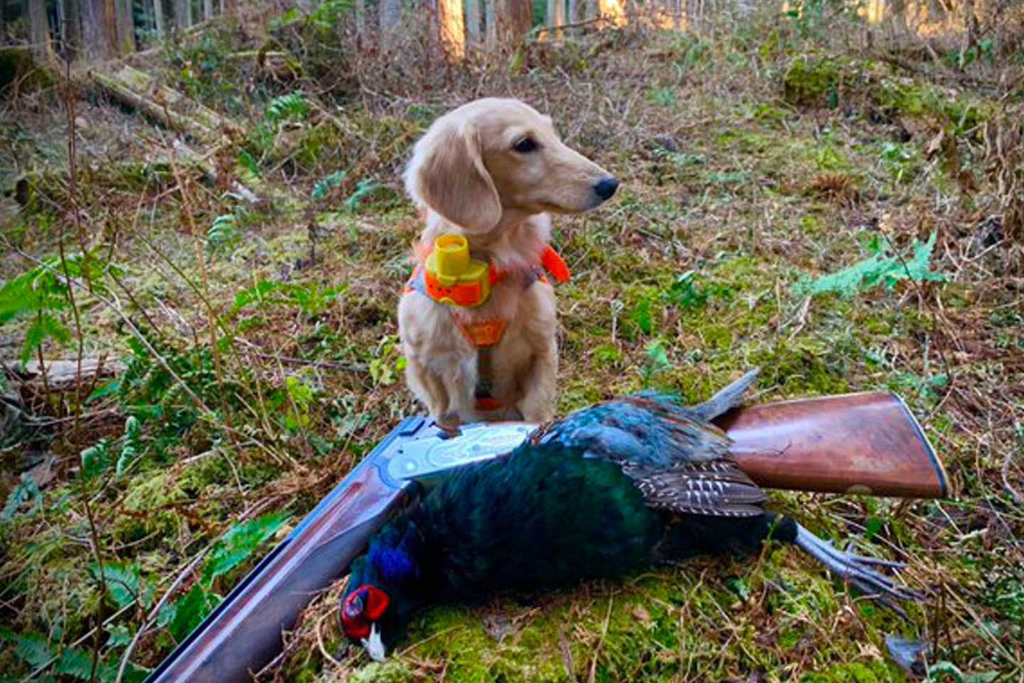 日本で唯一猟犬になったミニチュアダックスフンド「ブレッド」。ハンター名雪誠さんが語る“信頼関係”の形|ワンクォール