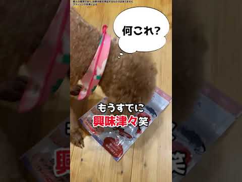 ペット商材_ショート広告ポートフォリオ