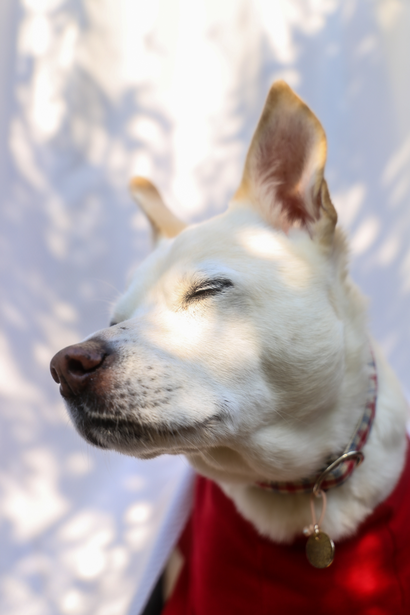 天使になった和音-1