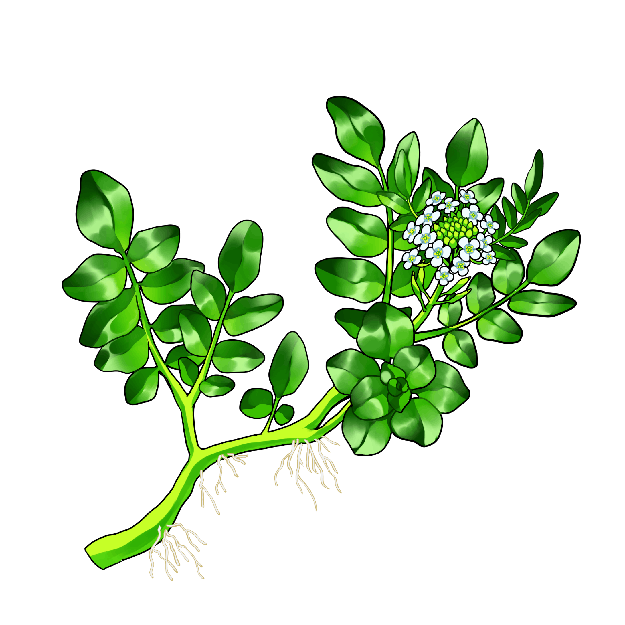野草イラスト2 野草イラスト2