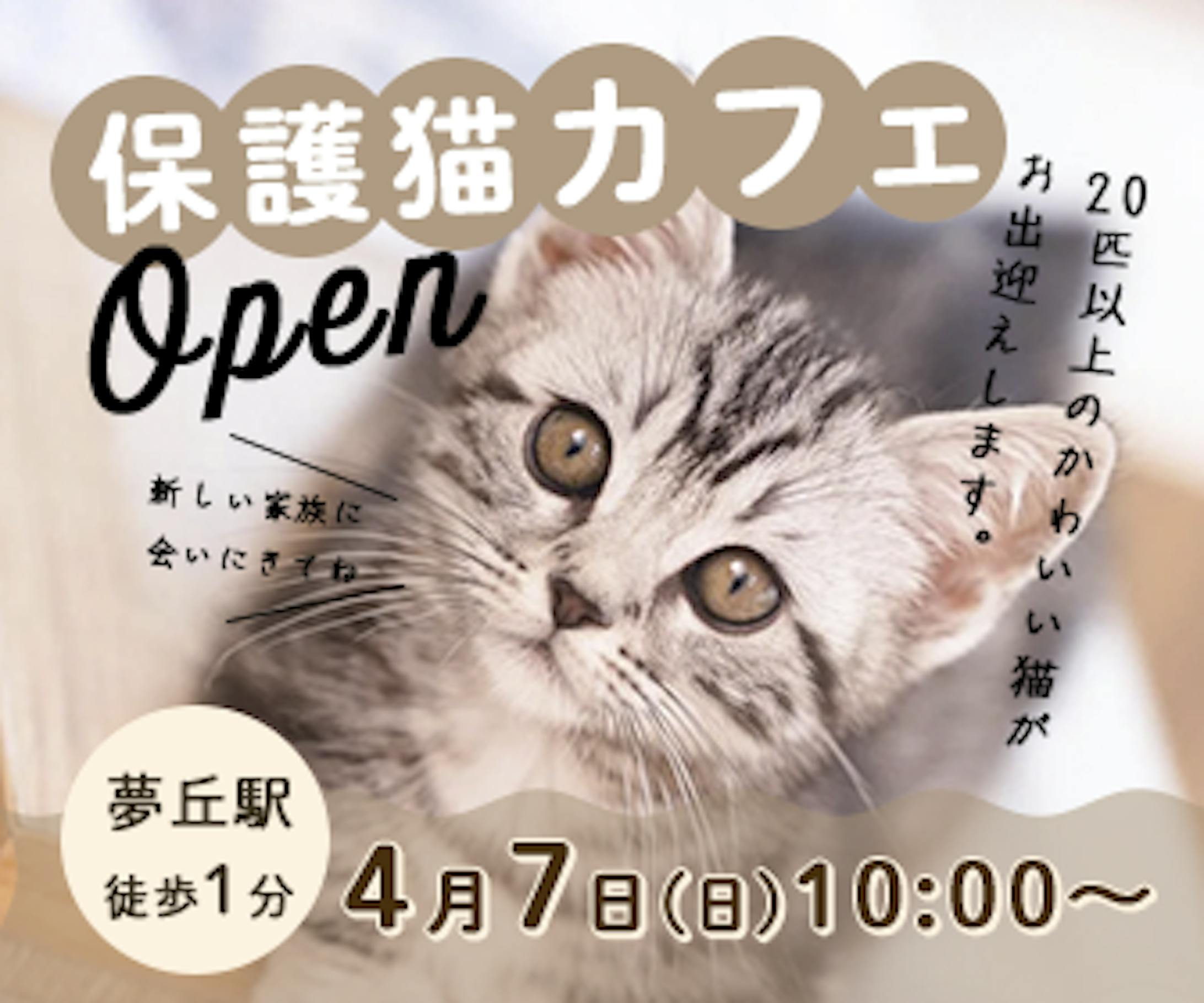 保護猫カフェ-1