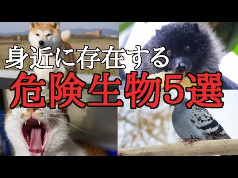 【ゆっくり解説】身近に存在する意外な危険生物５選【動物】