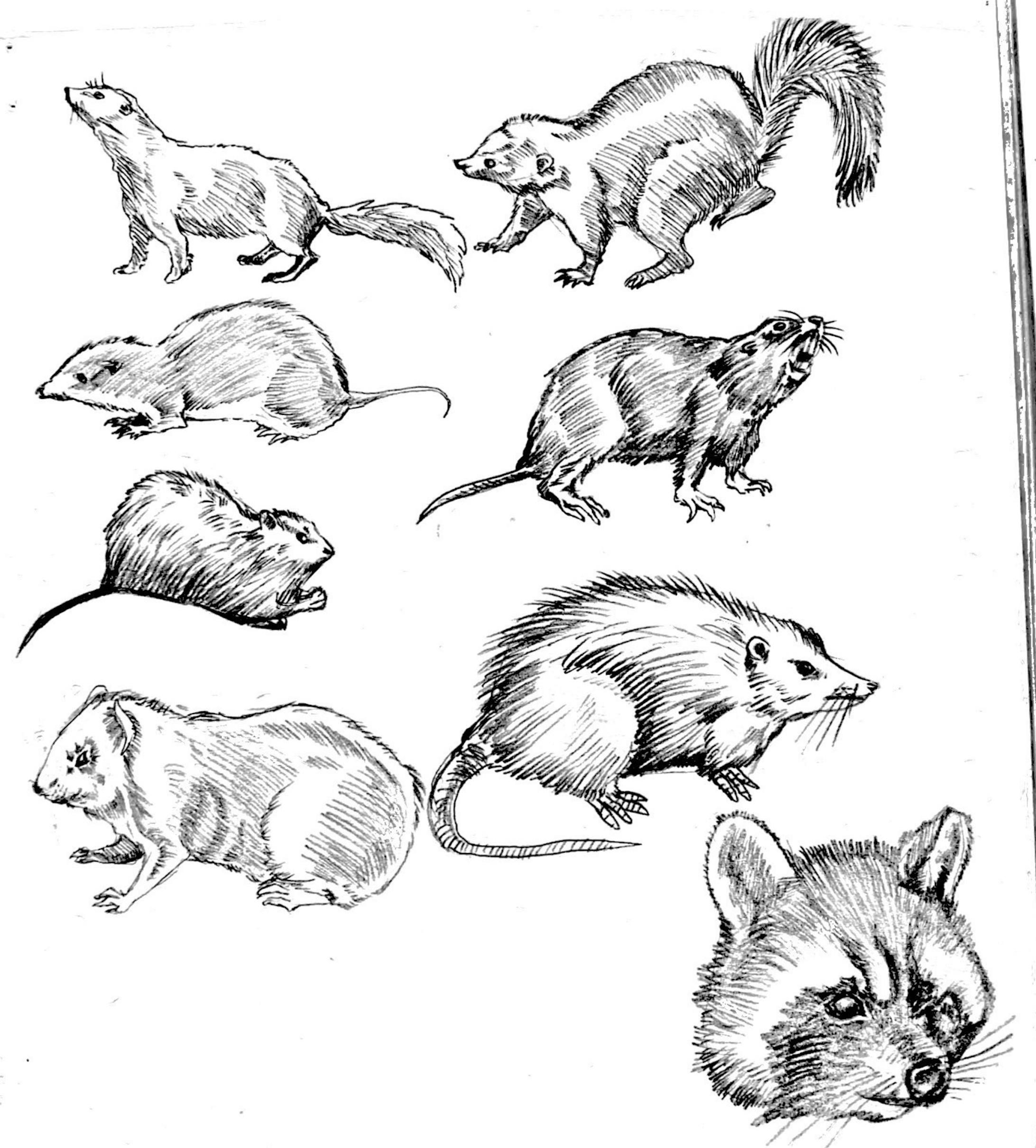 動物イラスト 動物イラスト