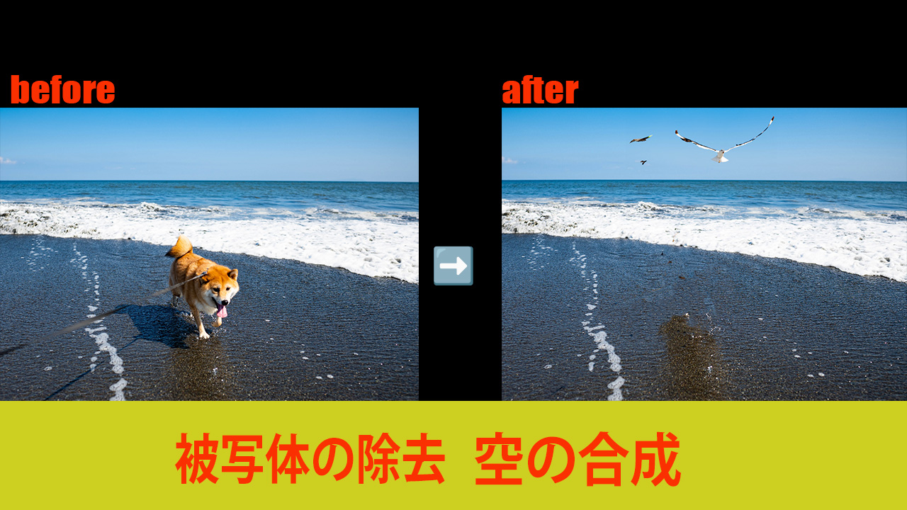 shibainuからのbird-1