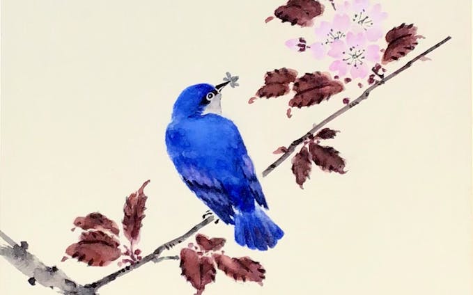 山桜に瑠璃鳥  Bluebird and Cherry blossoms