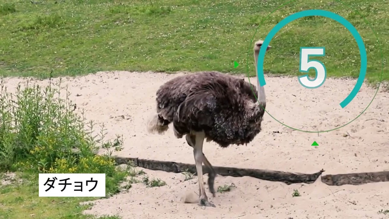 動物系、esports