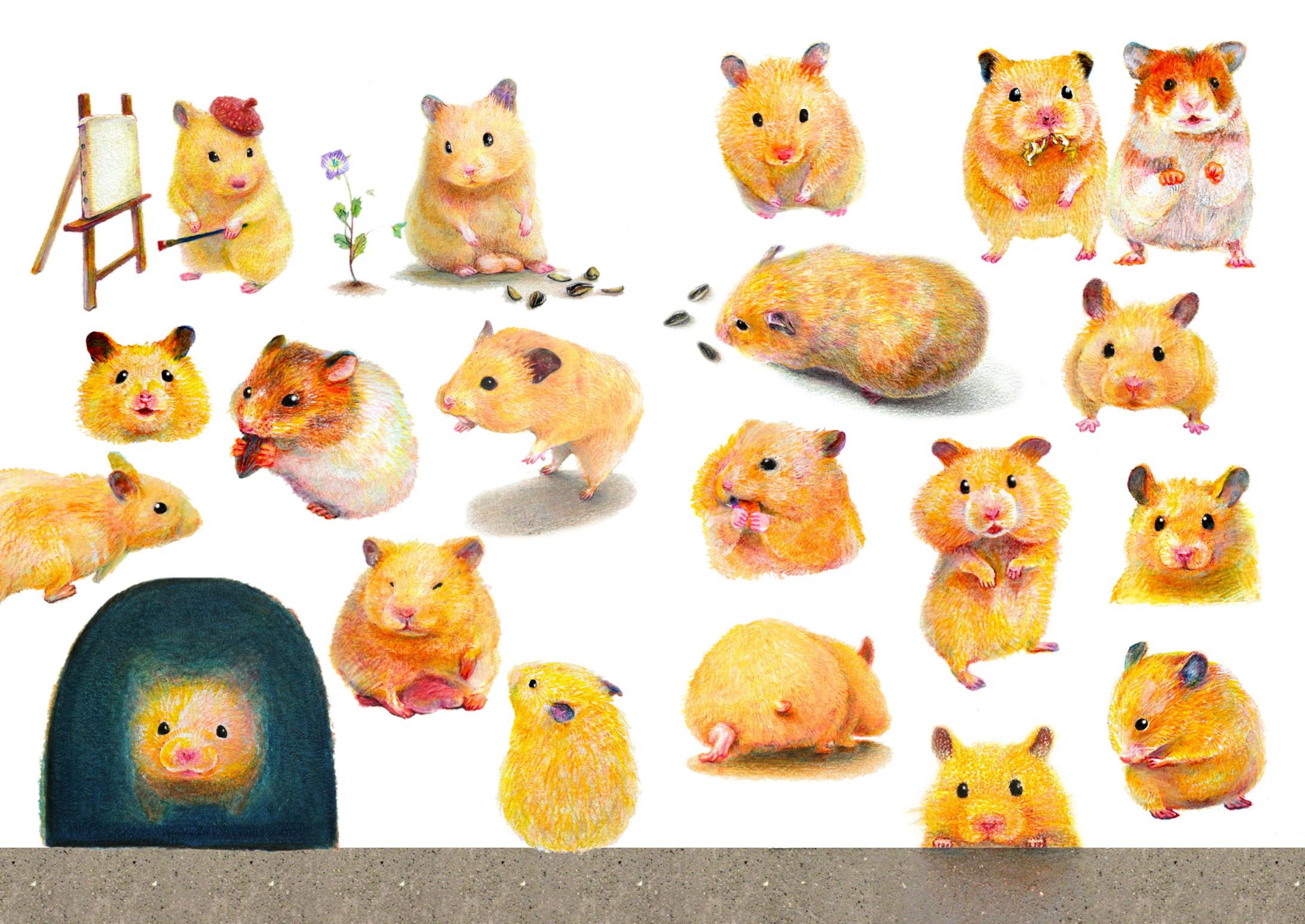 キンクマハムスターのおもちがいっぱい 色鉛筆イラスト