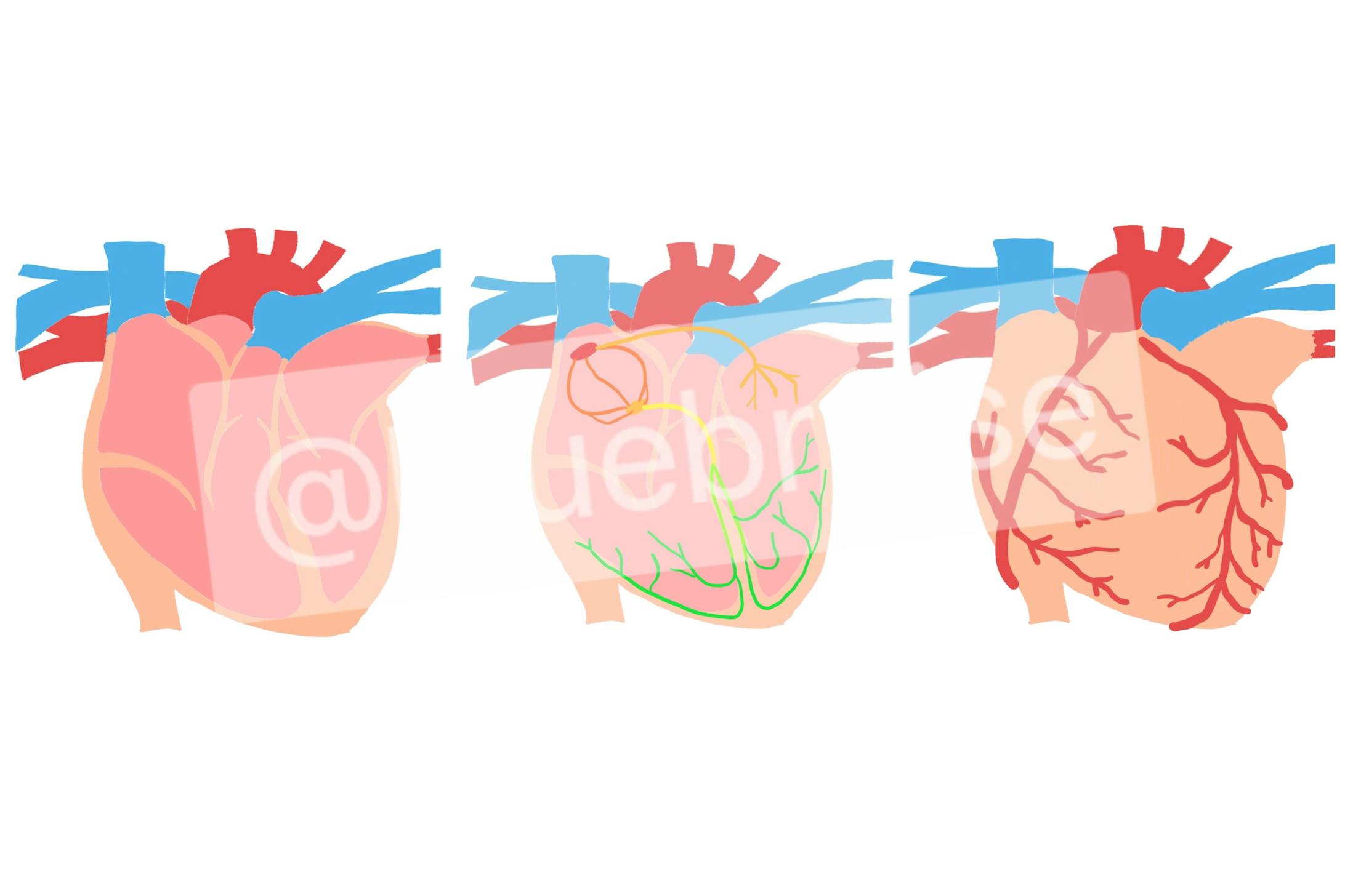 心臓イラスト 心臓イラスト