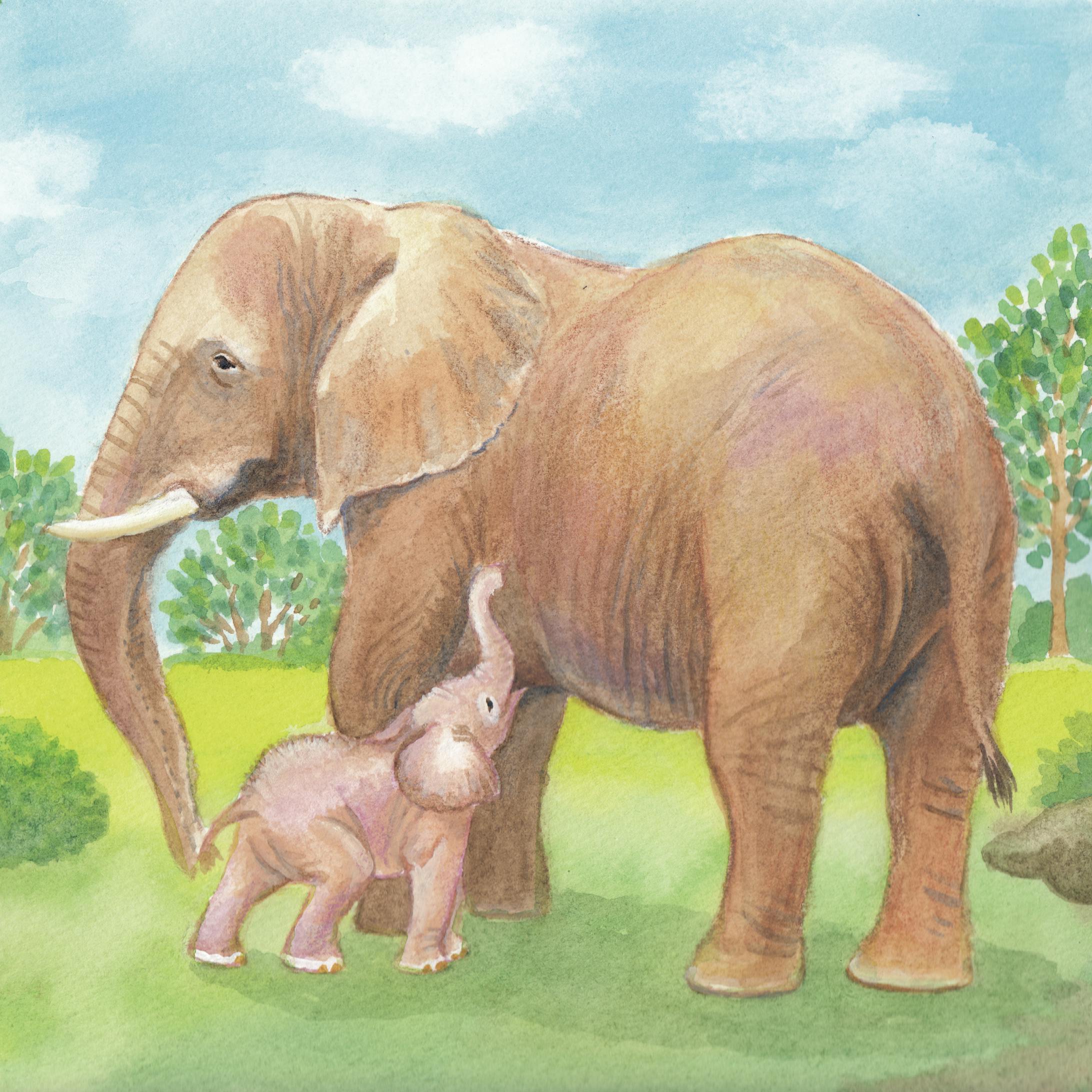 ぞうのおやこ-1