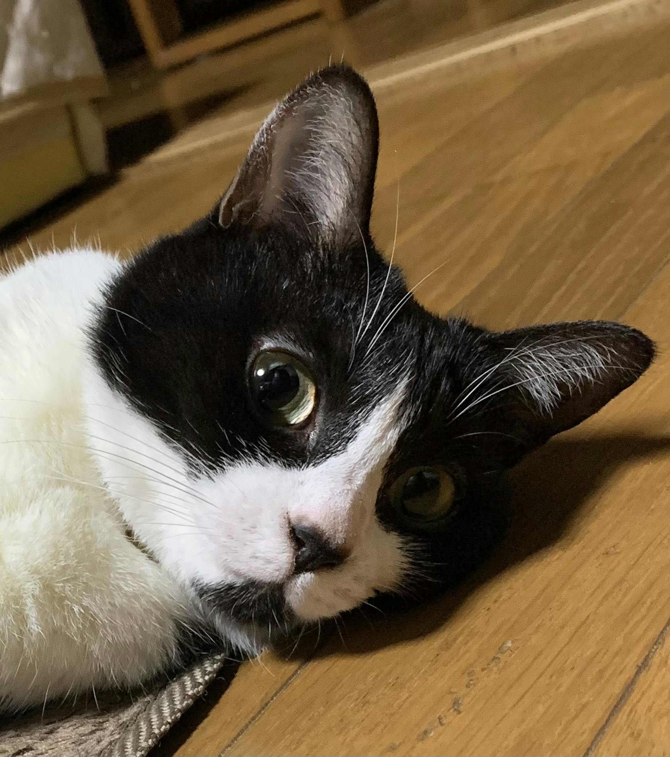 後輩猫　ミツバ