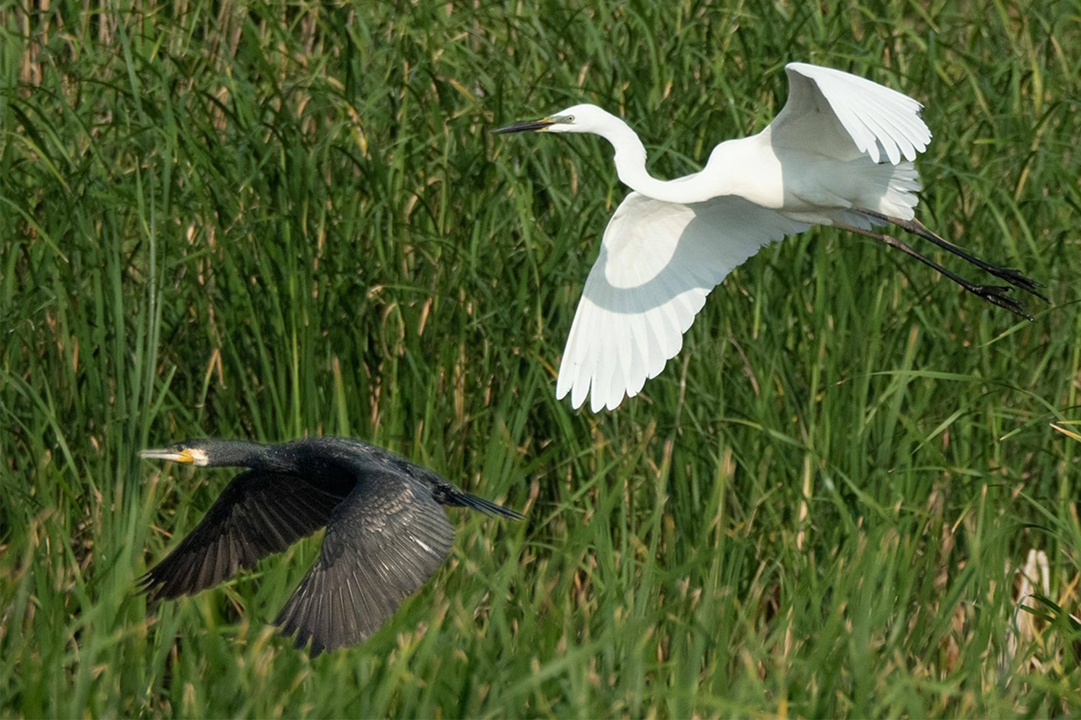合成写真（とり）-1