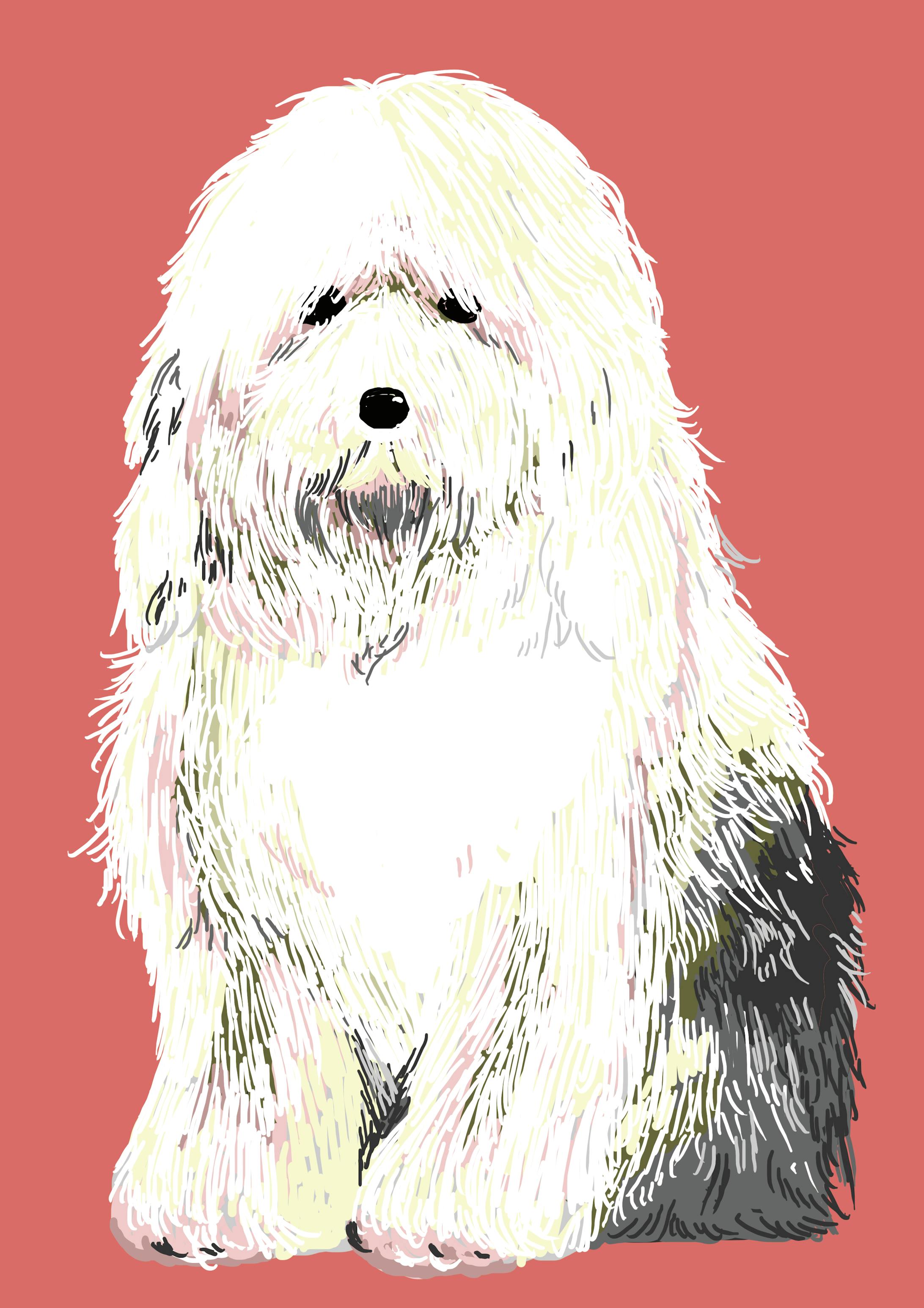 オールドイングリッシュシープドッグ-1