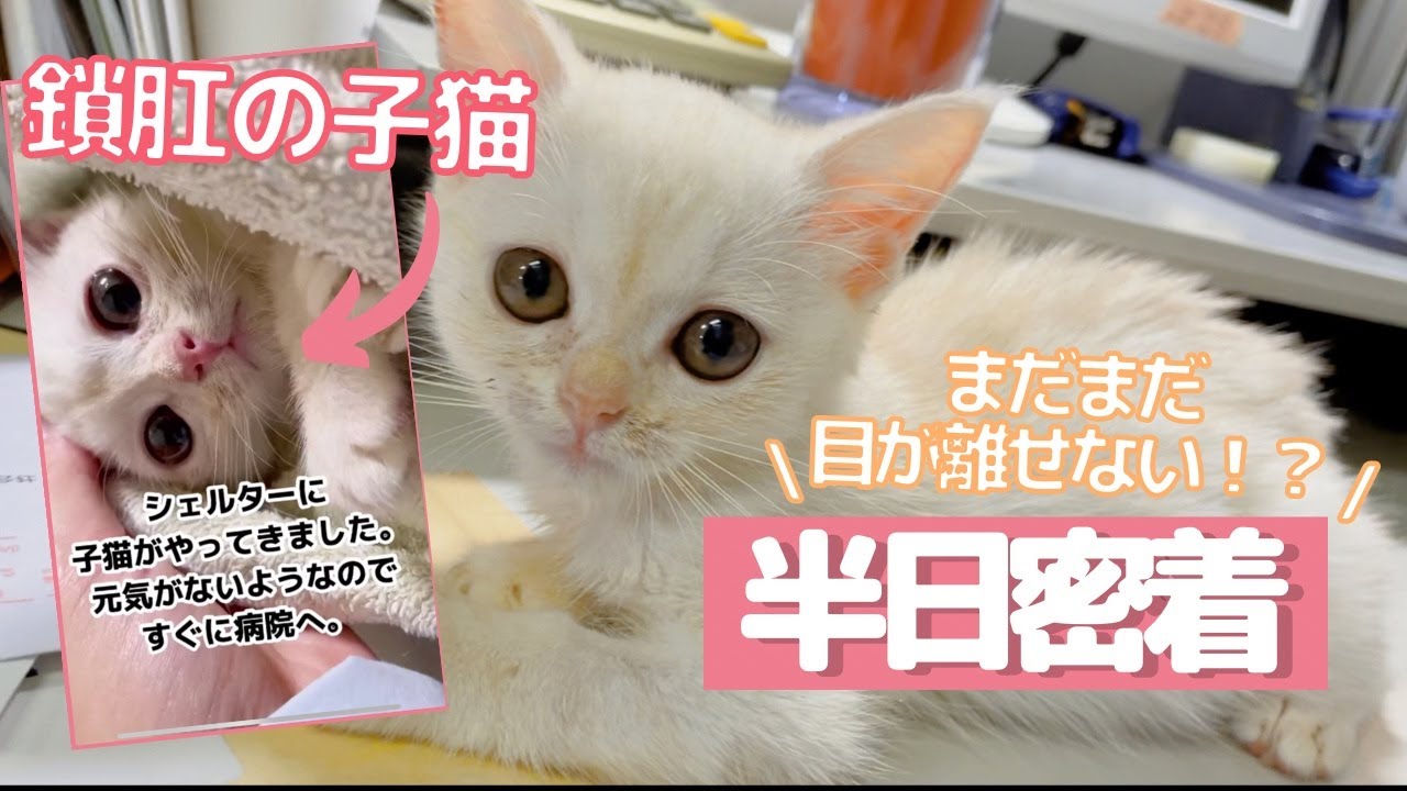 YouTube動画