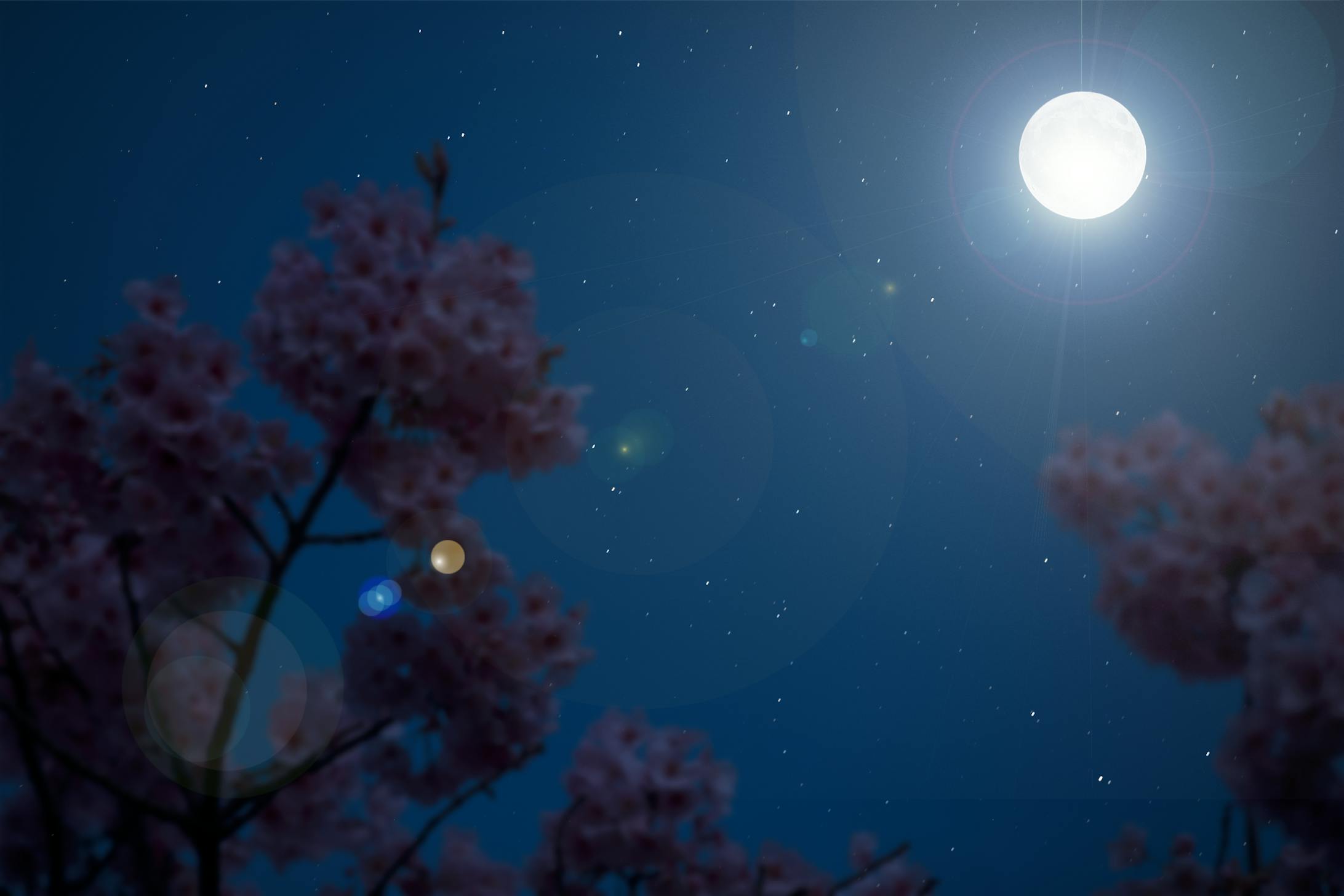 【自主制作】昼桜を夜桜に変える合成加工-1