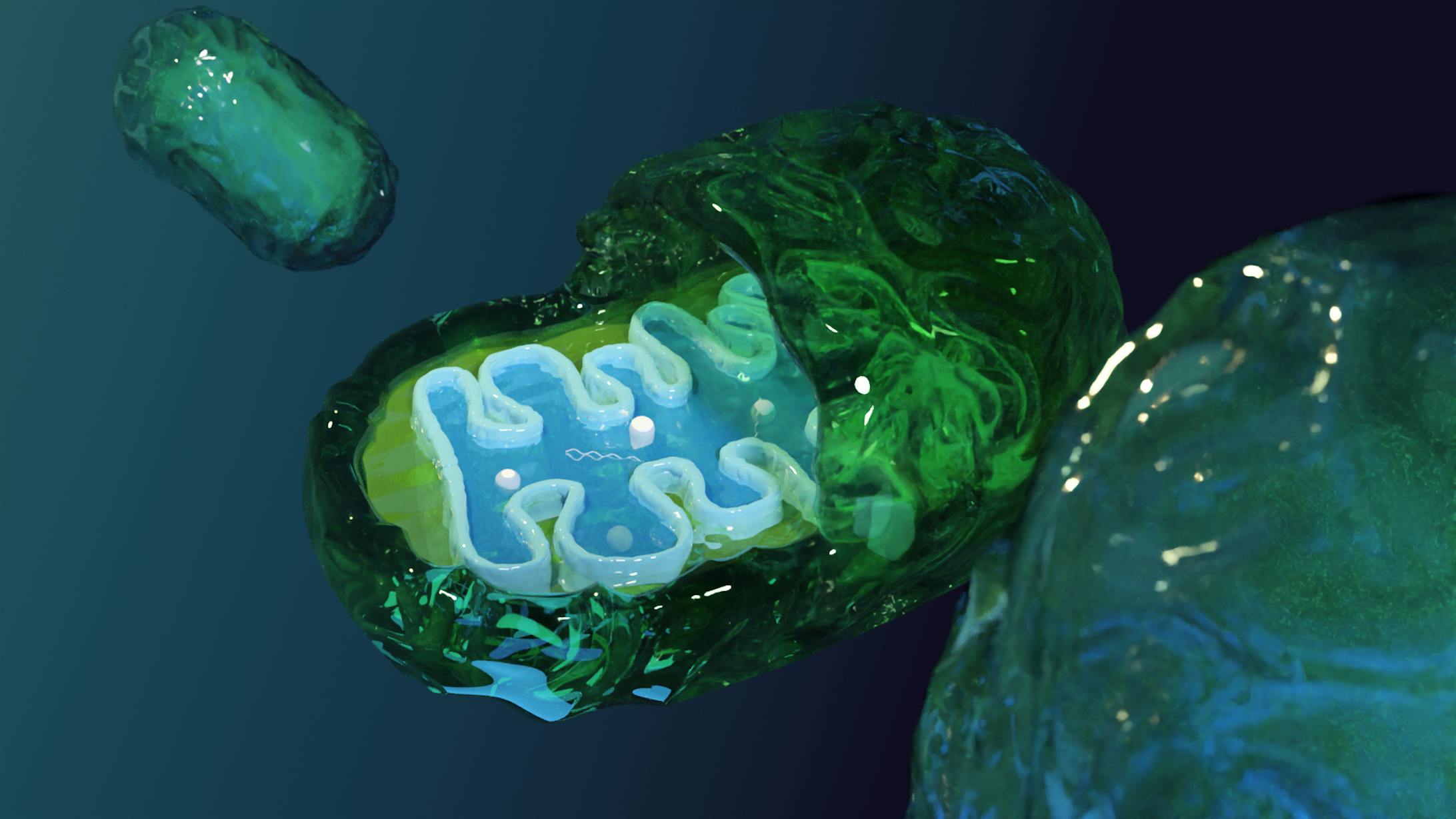 ミトコンドリア