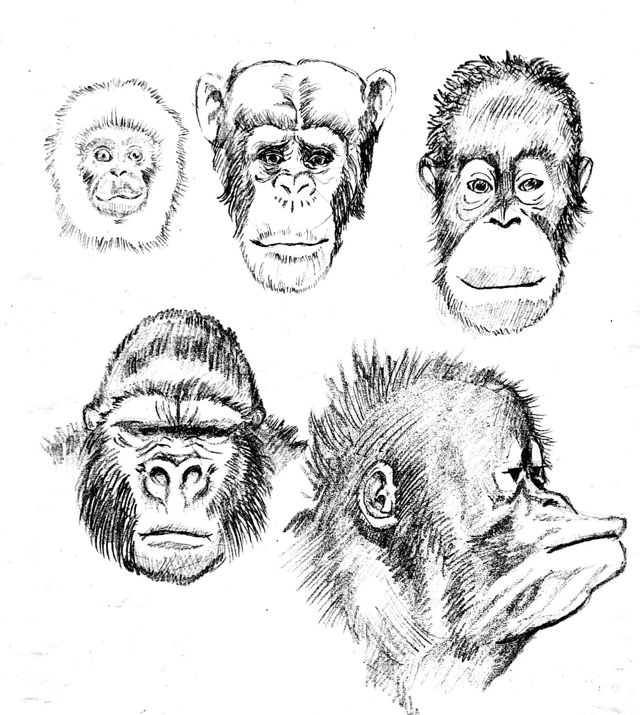 動物イラスト 動物イラスト