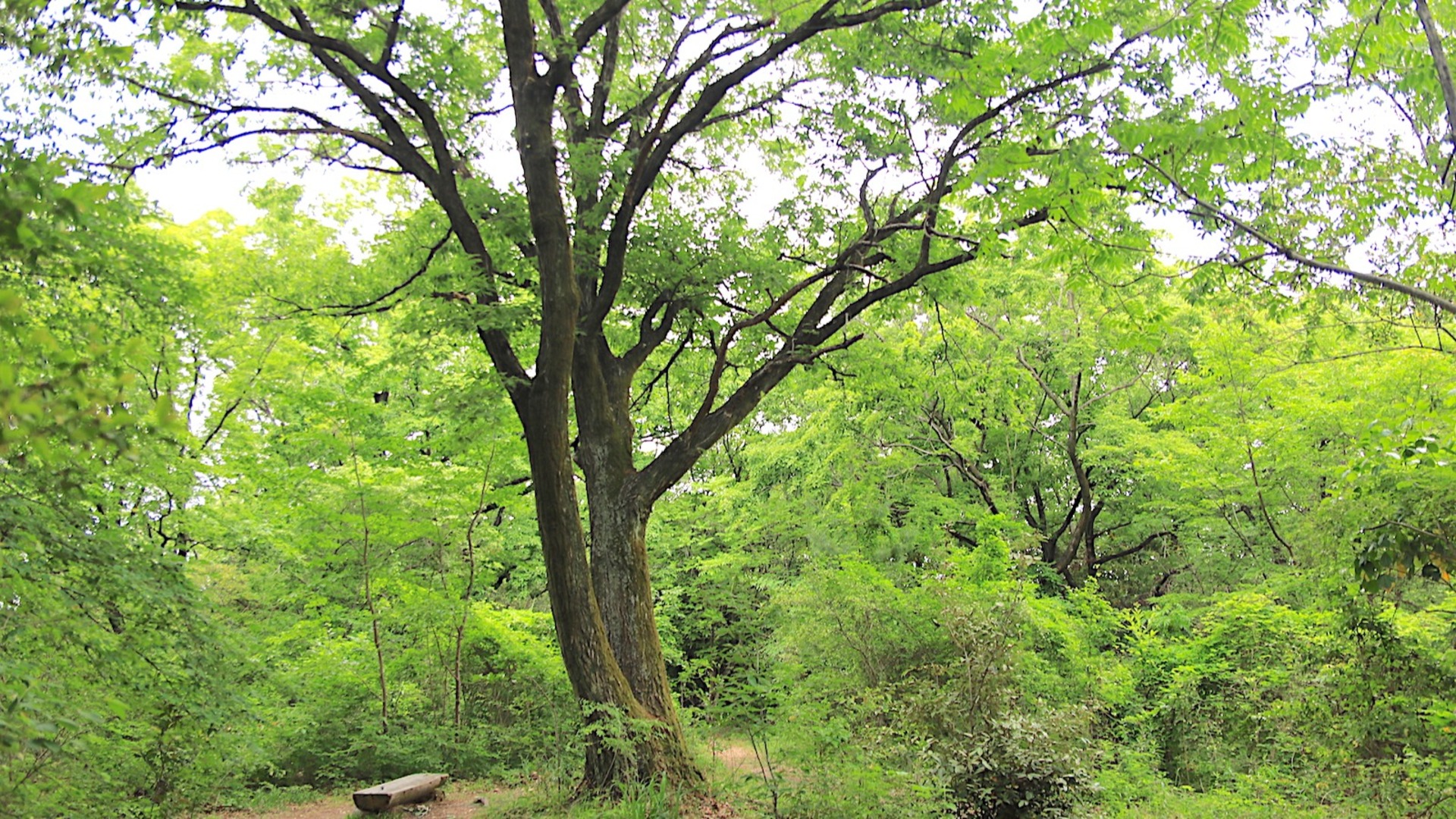 【名古屋市天白区】名古屋に残る癒しの里山「相生山緑地」を散策 - 土庄雄平 | Yahoo! JAPAN クリエイターズプログラム