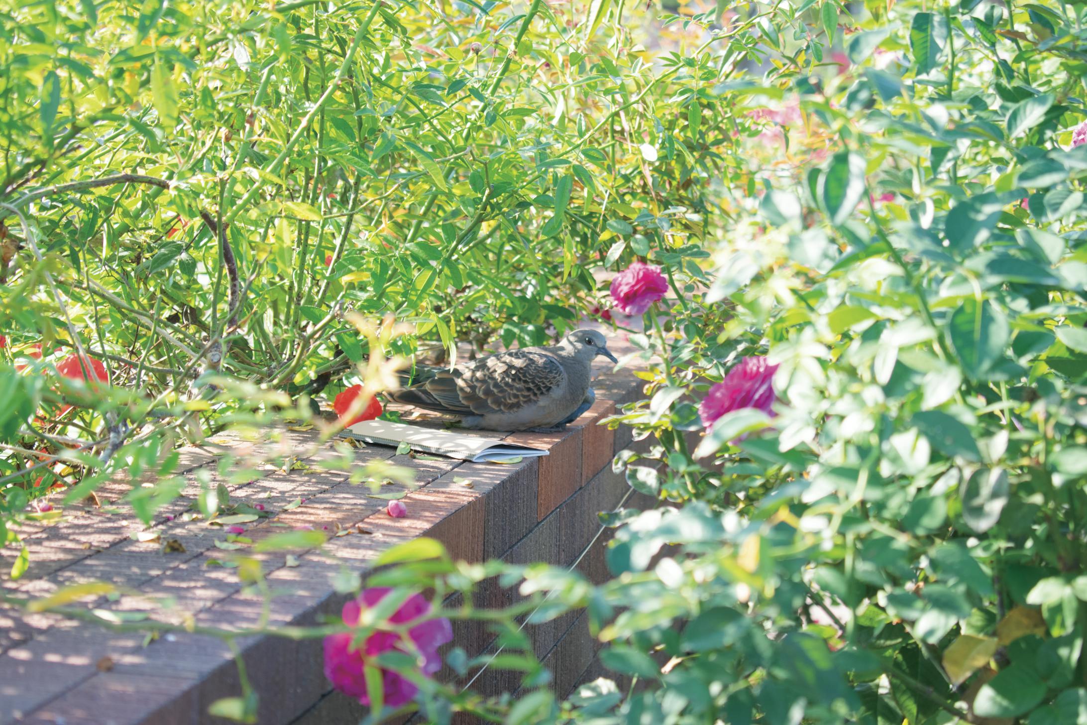 ひっそりと。こっそりと-1