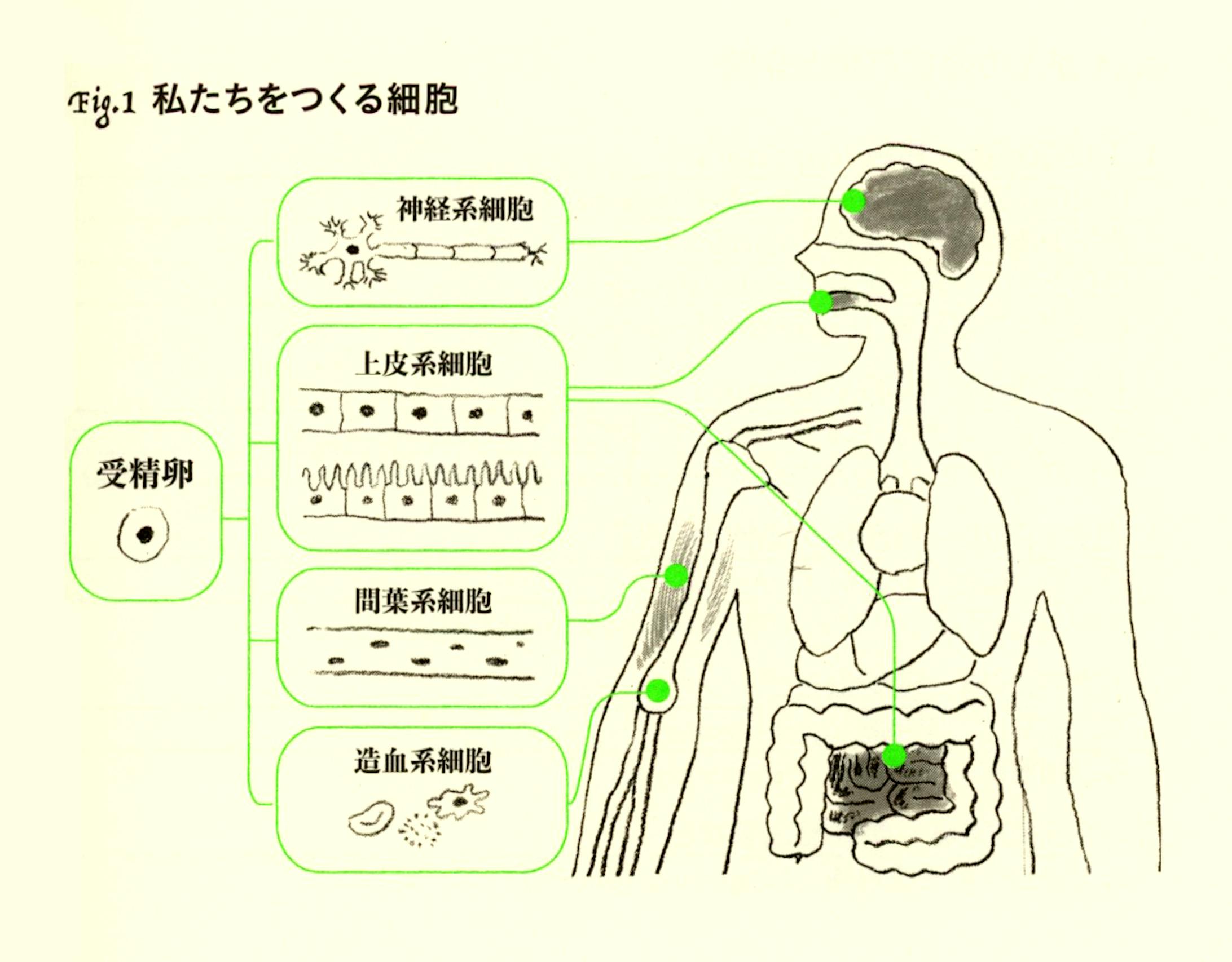 『がんと正しく戦うための遺伝子検査と精密医療』挿絵-1