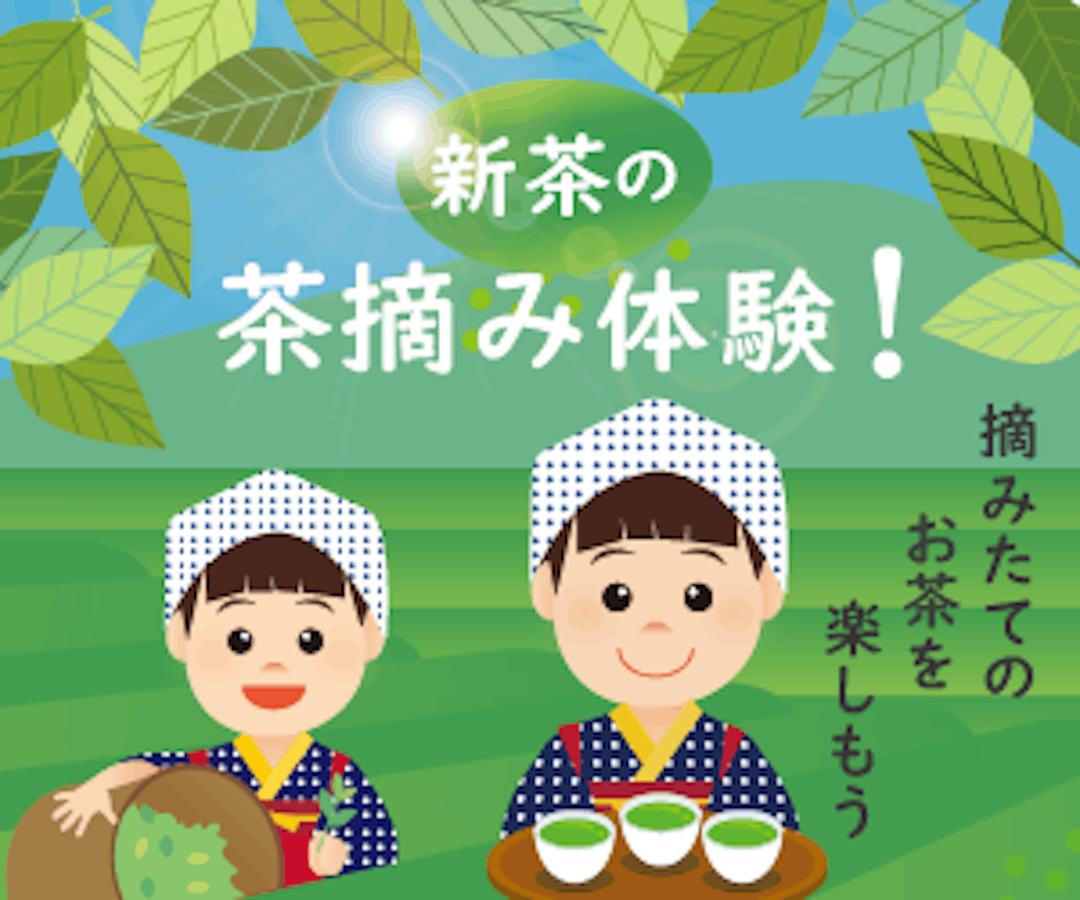 茶摘みバナー 茶摘みバナー